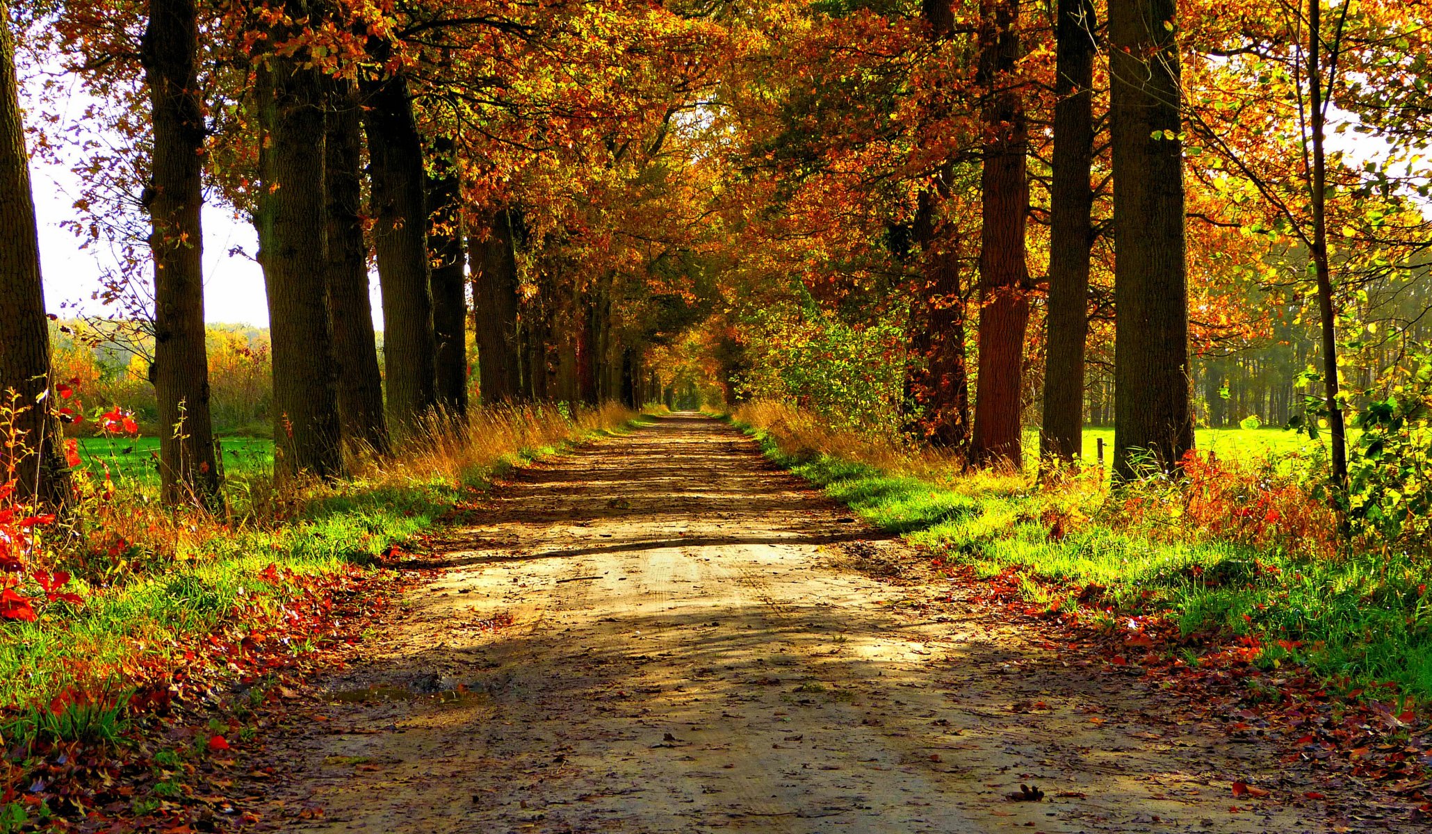 naturaleza bosque parque árboles hojas colorido camino otoño caída colores paseo