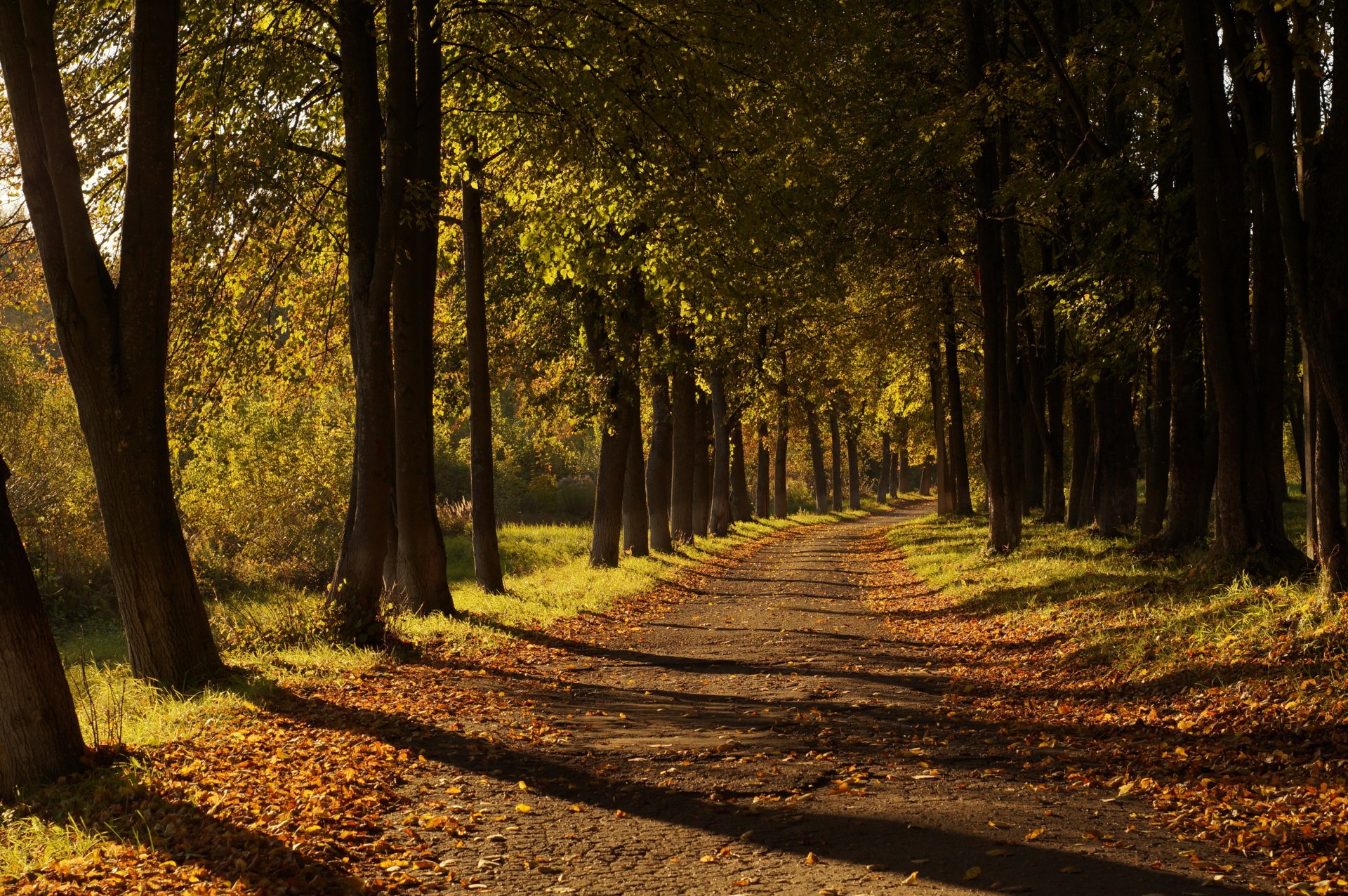 autunno foglie strada