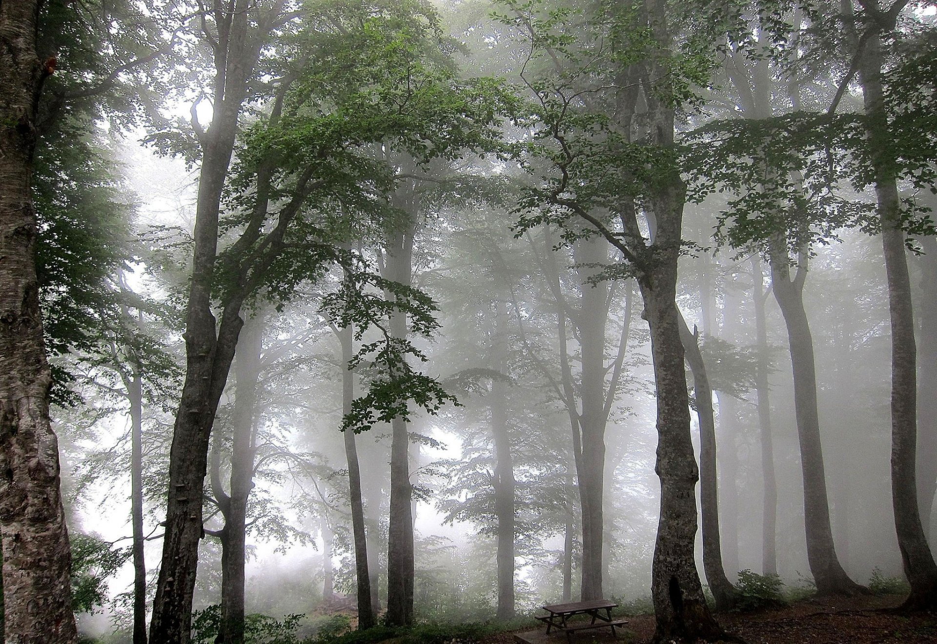 forêt brouillard arbres