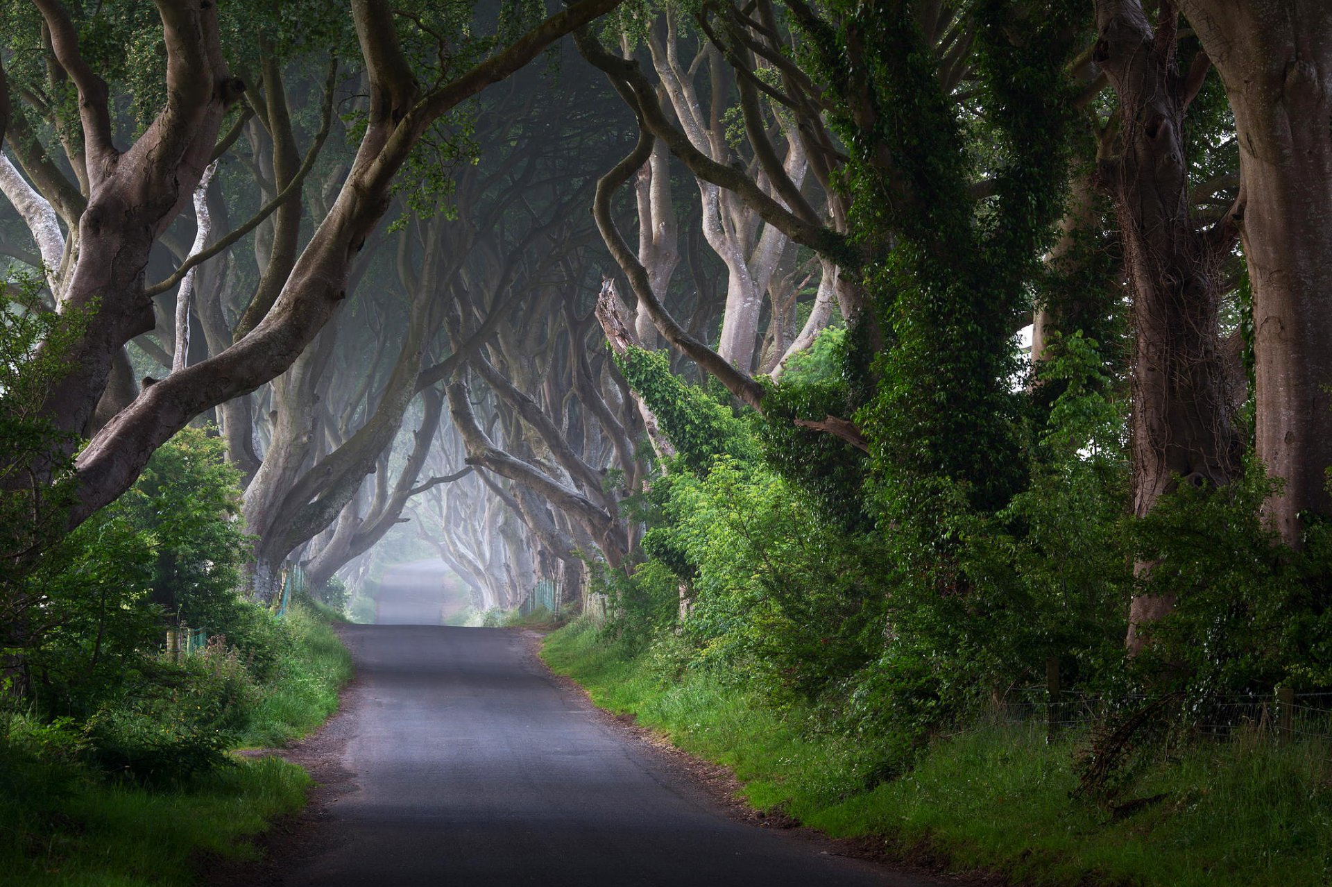 irlandia droga drzewa pnie krzewy mgła poranek natura