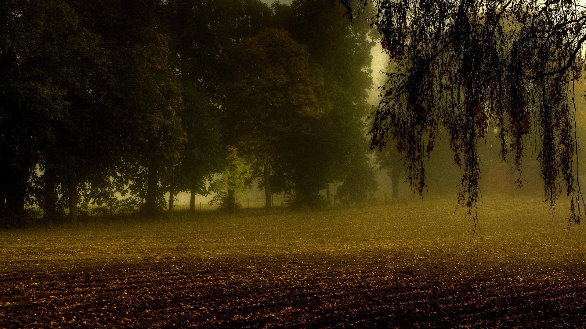 árboles campo arado ramas niebla otoño