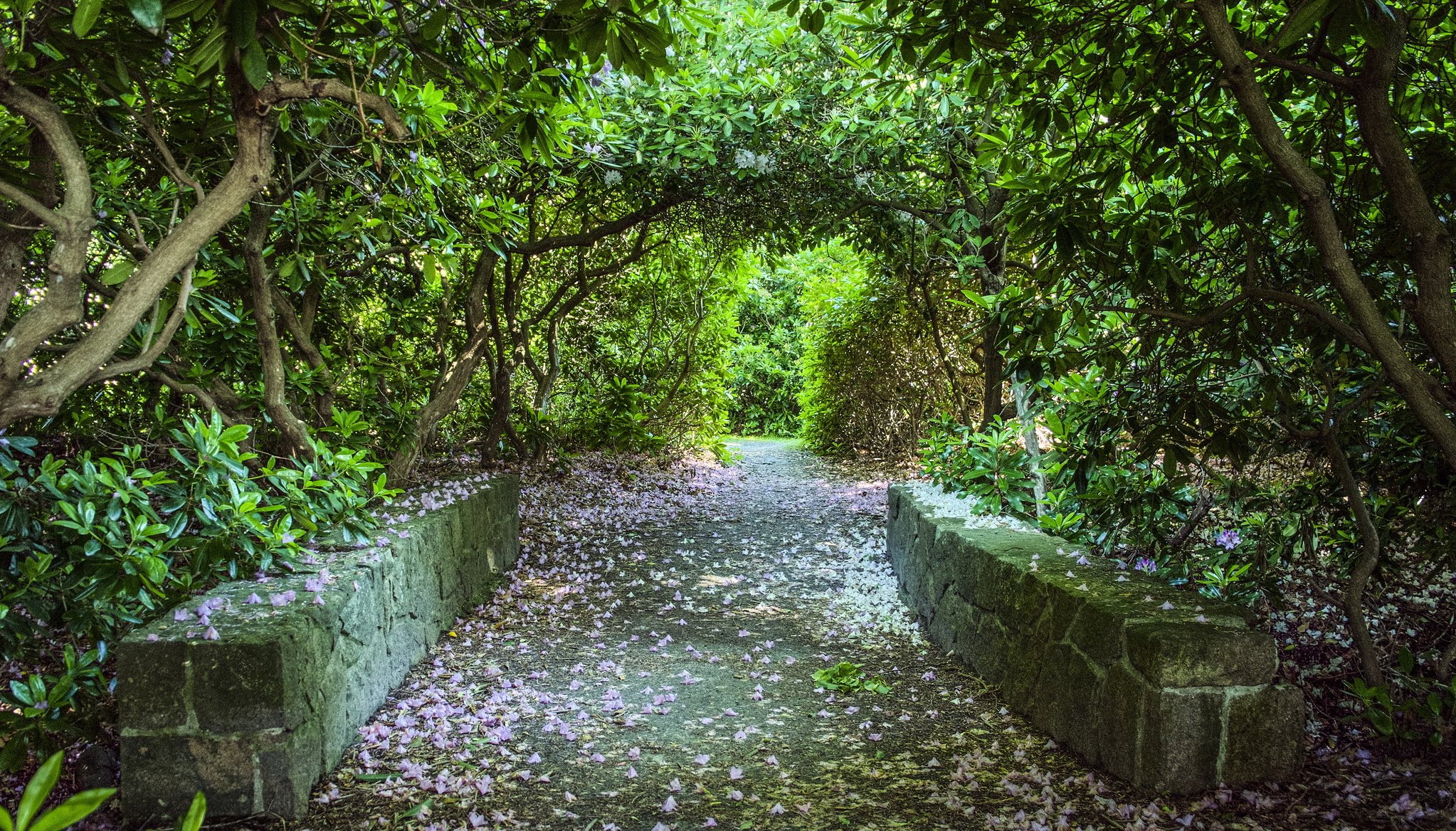 park green alley fallen petal