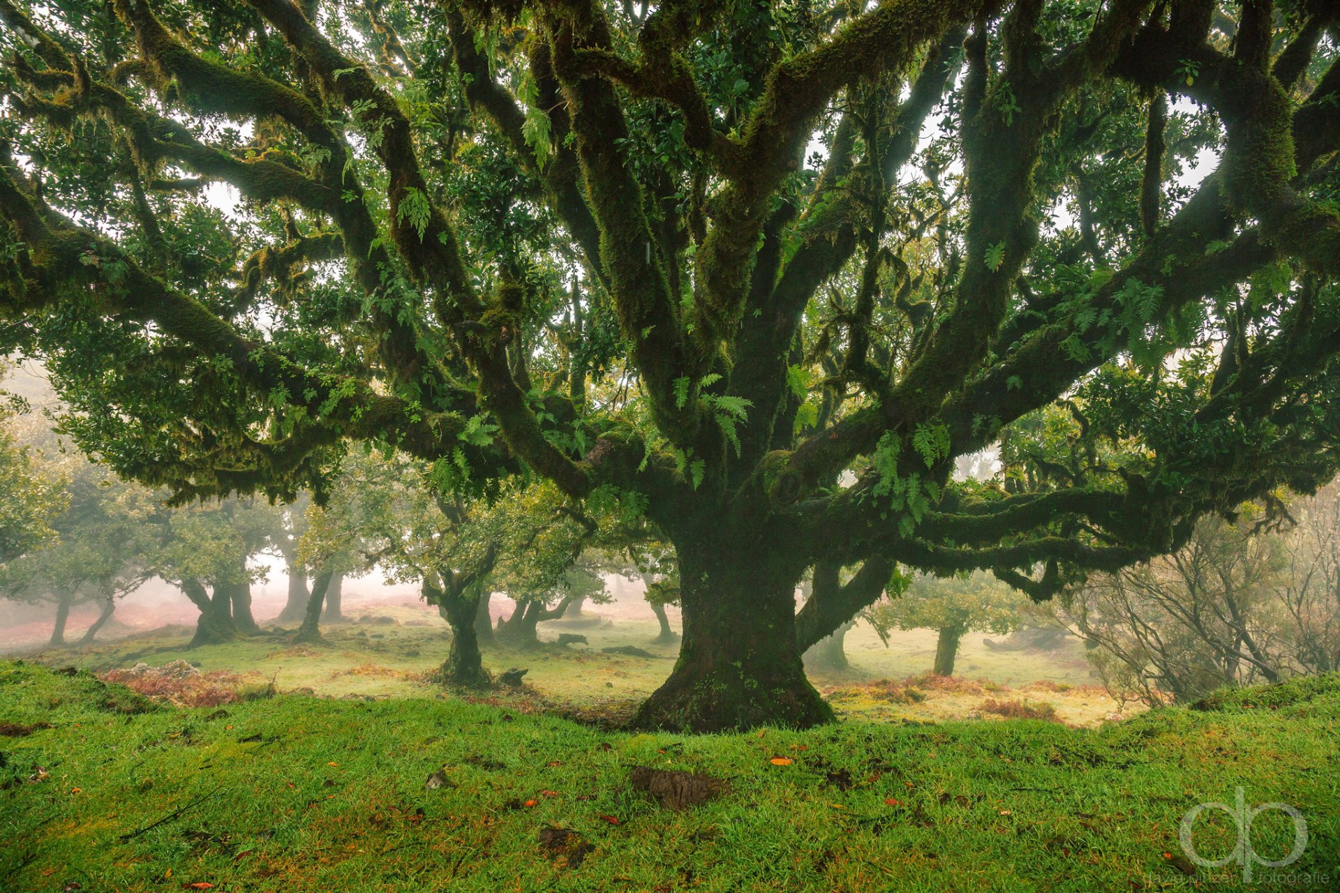 natura drzewo las park david pinzer zdjęcie