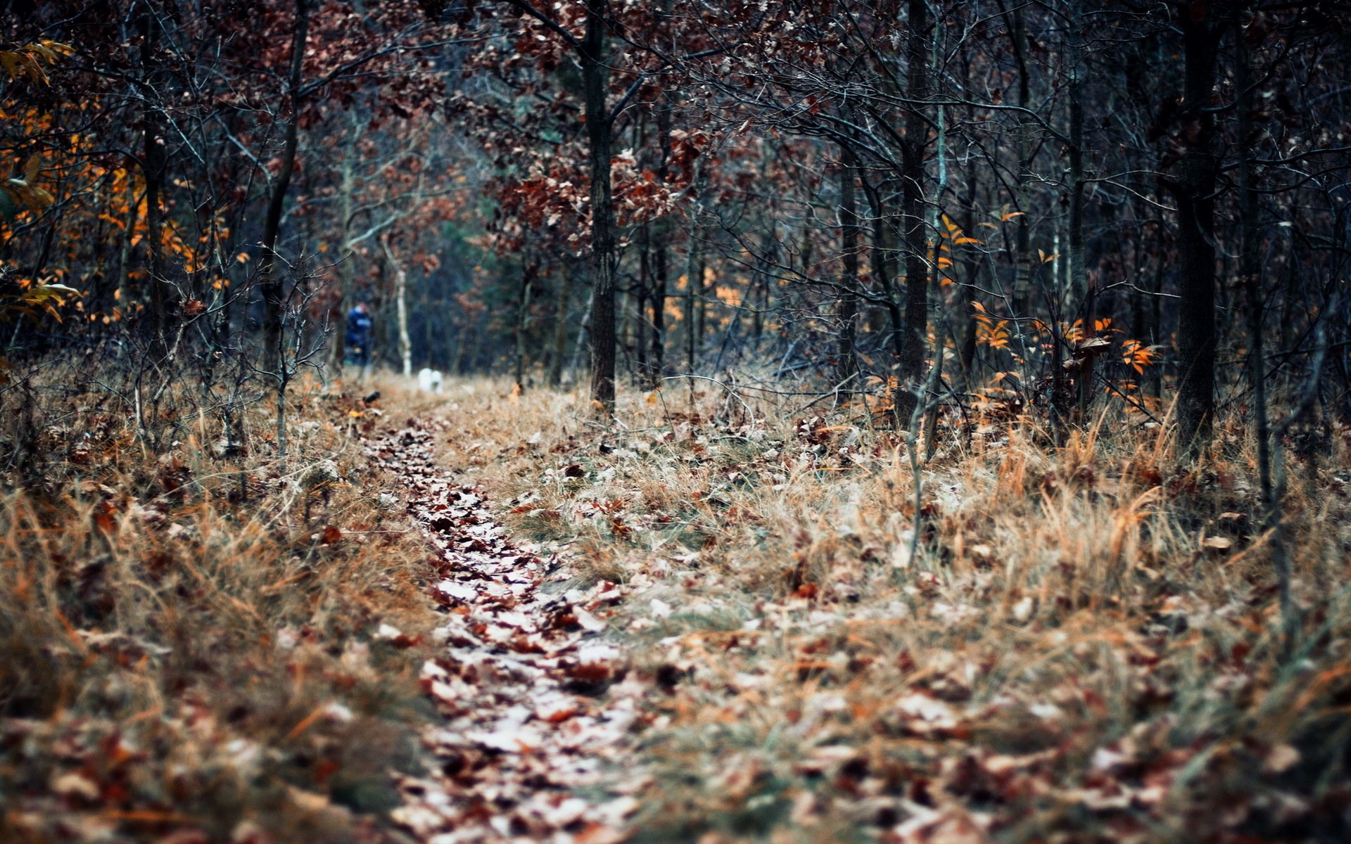 jesień liście natura