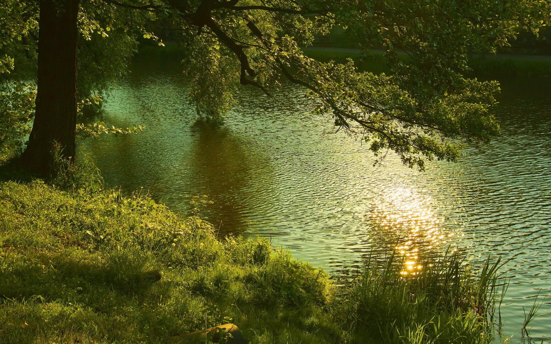 sommer wald fluss natur