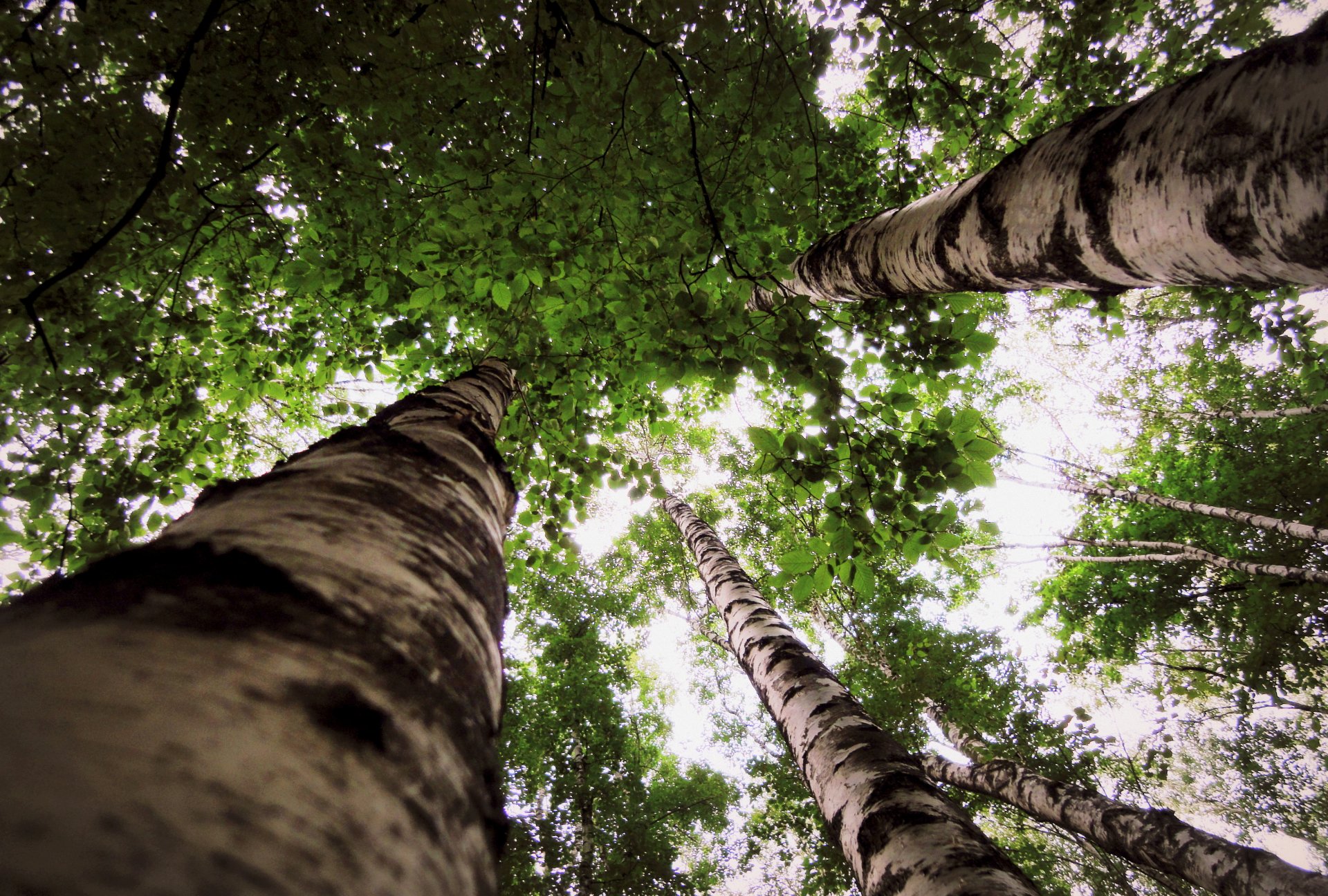 birch tree leaves nature