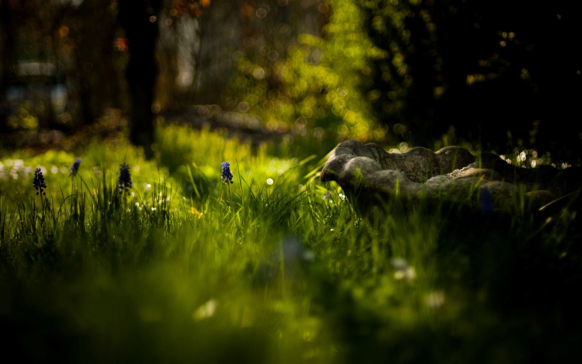 natura macro verde erba fiore fiori fiore alberi sfocatura bokeh giorno sole sfondo carta da parati widescreen schermo intero widescreen widescreen