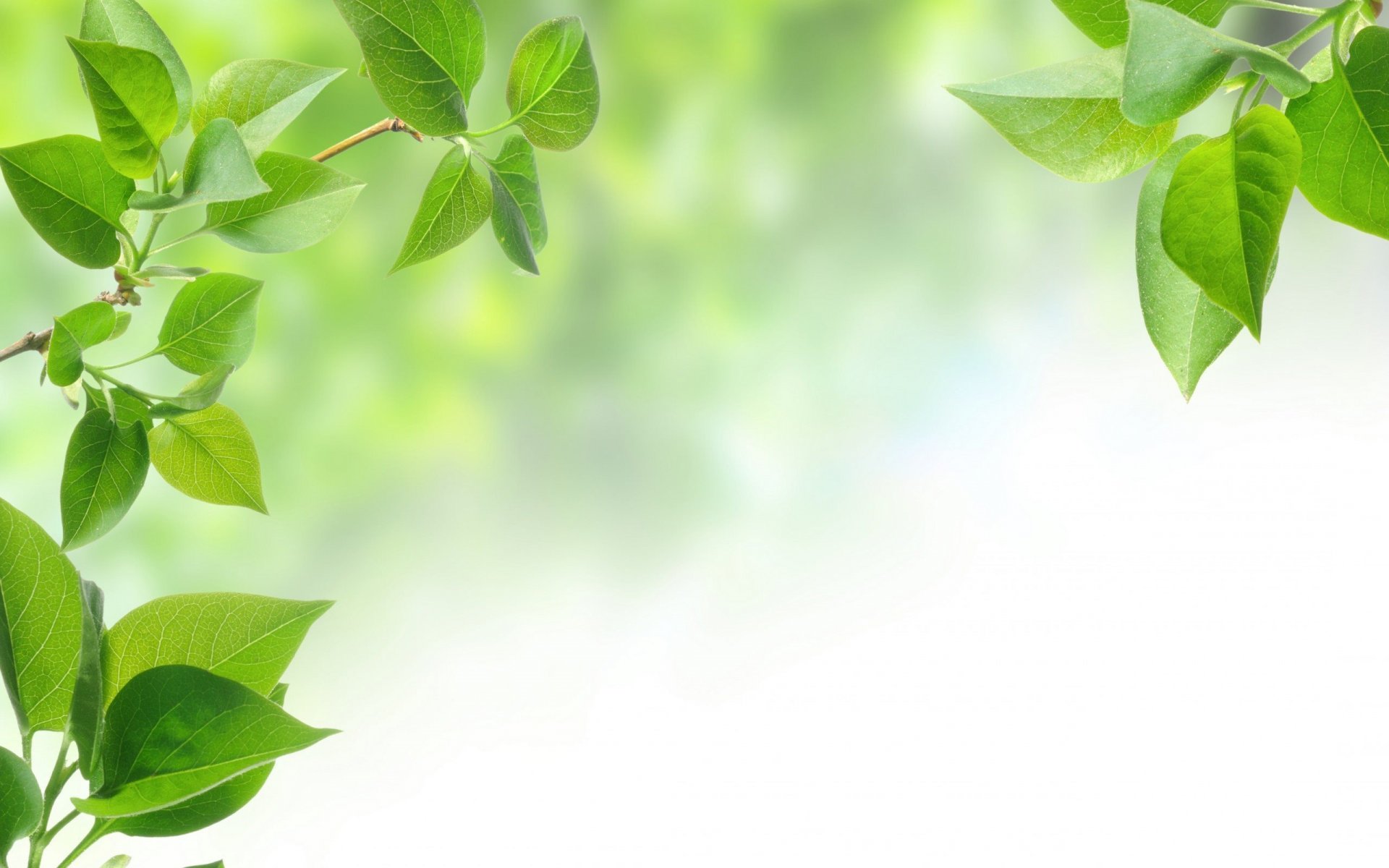 zweig baum grüne blätter blatt blätter hintergrund zweig blatt