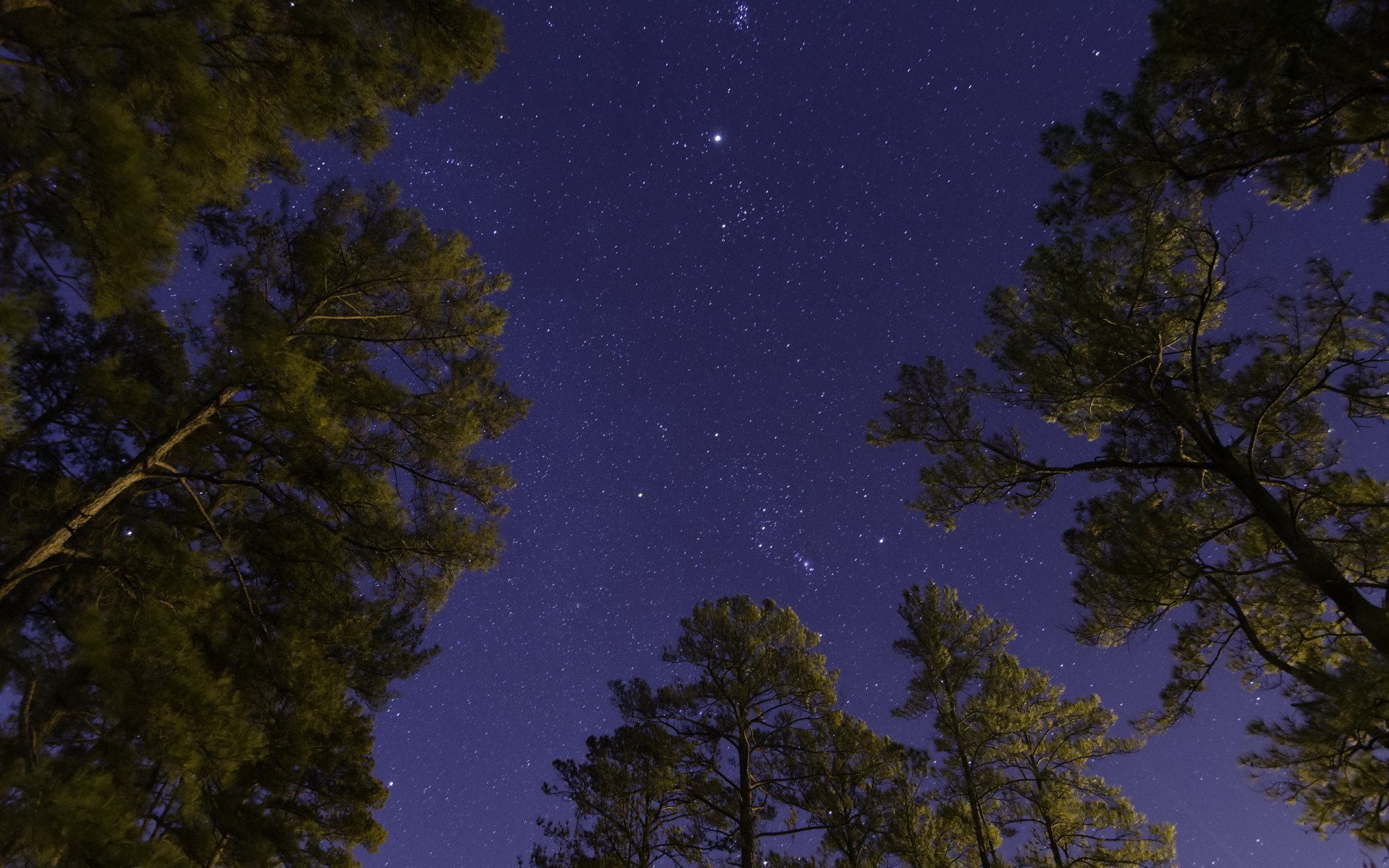 notte alberi cielo stelle