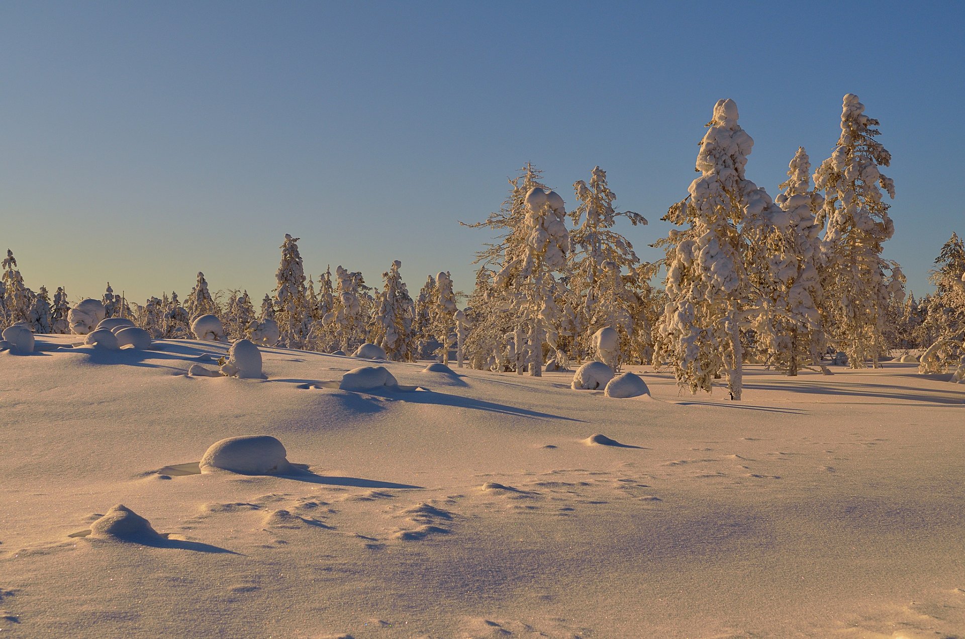 alberi neve inverno giornata di sole