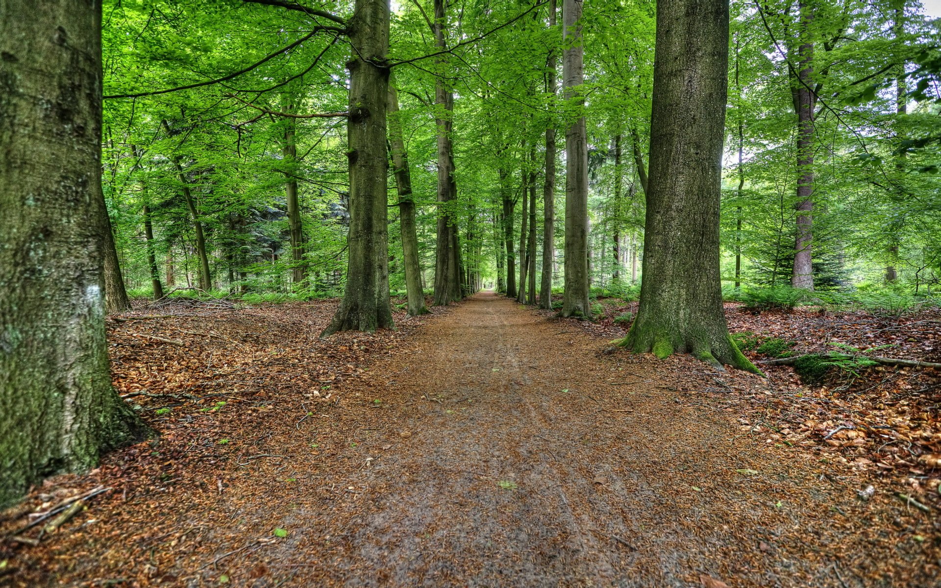 forest road summer nature landscape