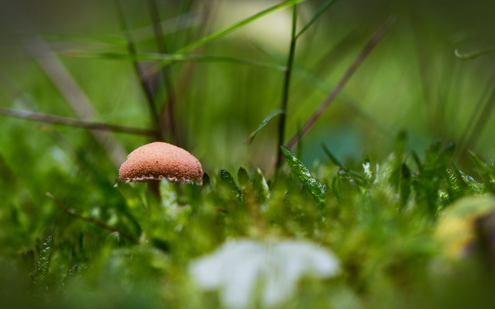 mushroom nature background