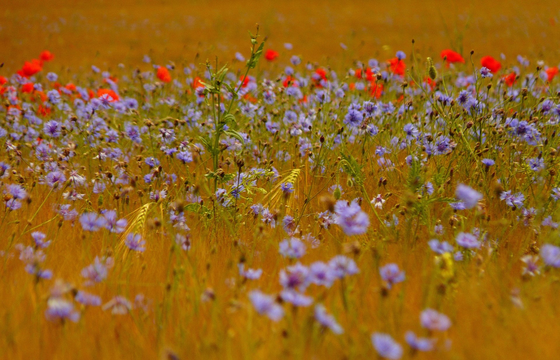 champ herbe épis fleurs bleuets coquelicots