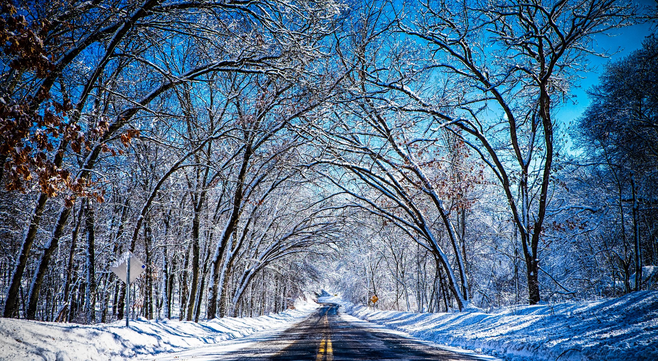 ky winter road tree snow tunnel