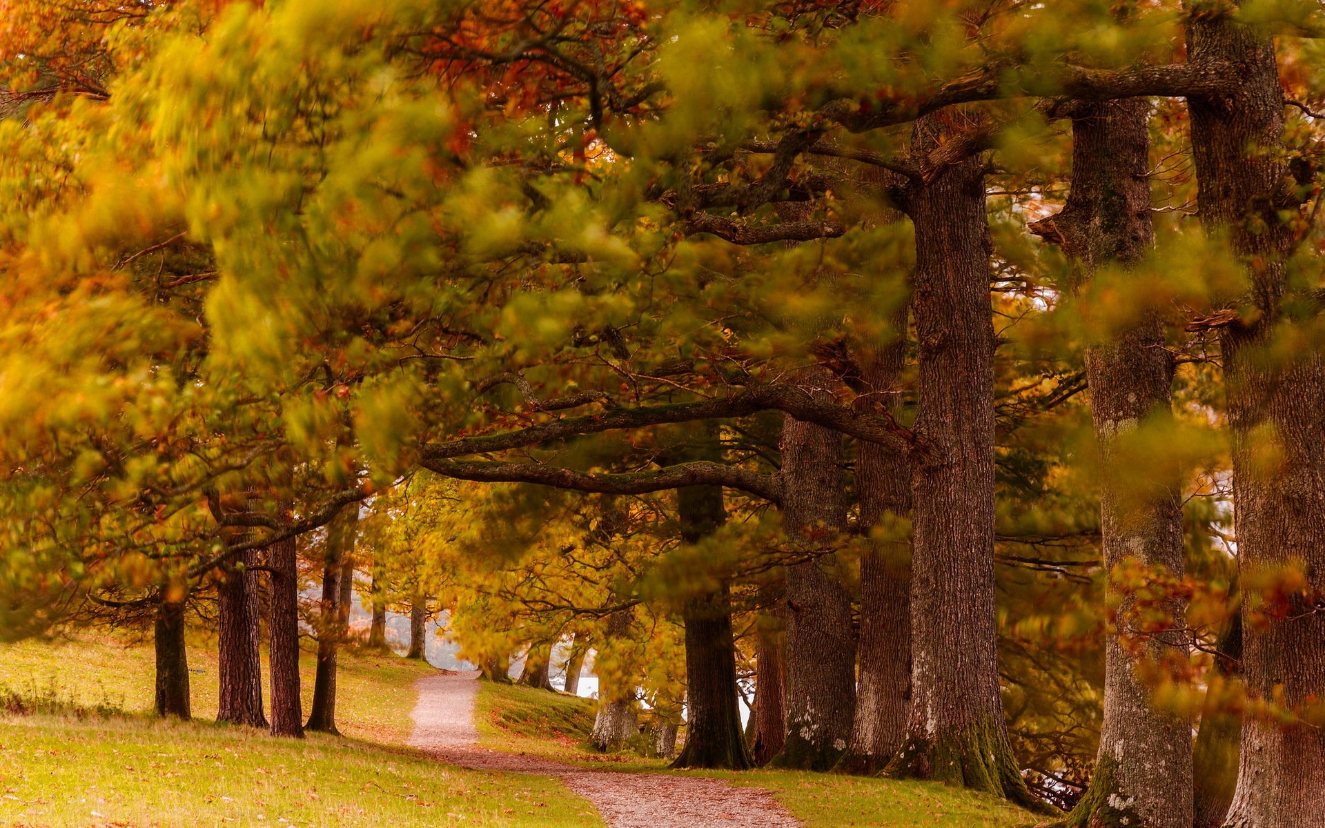 parque otoño naturaleza