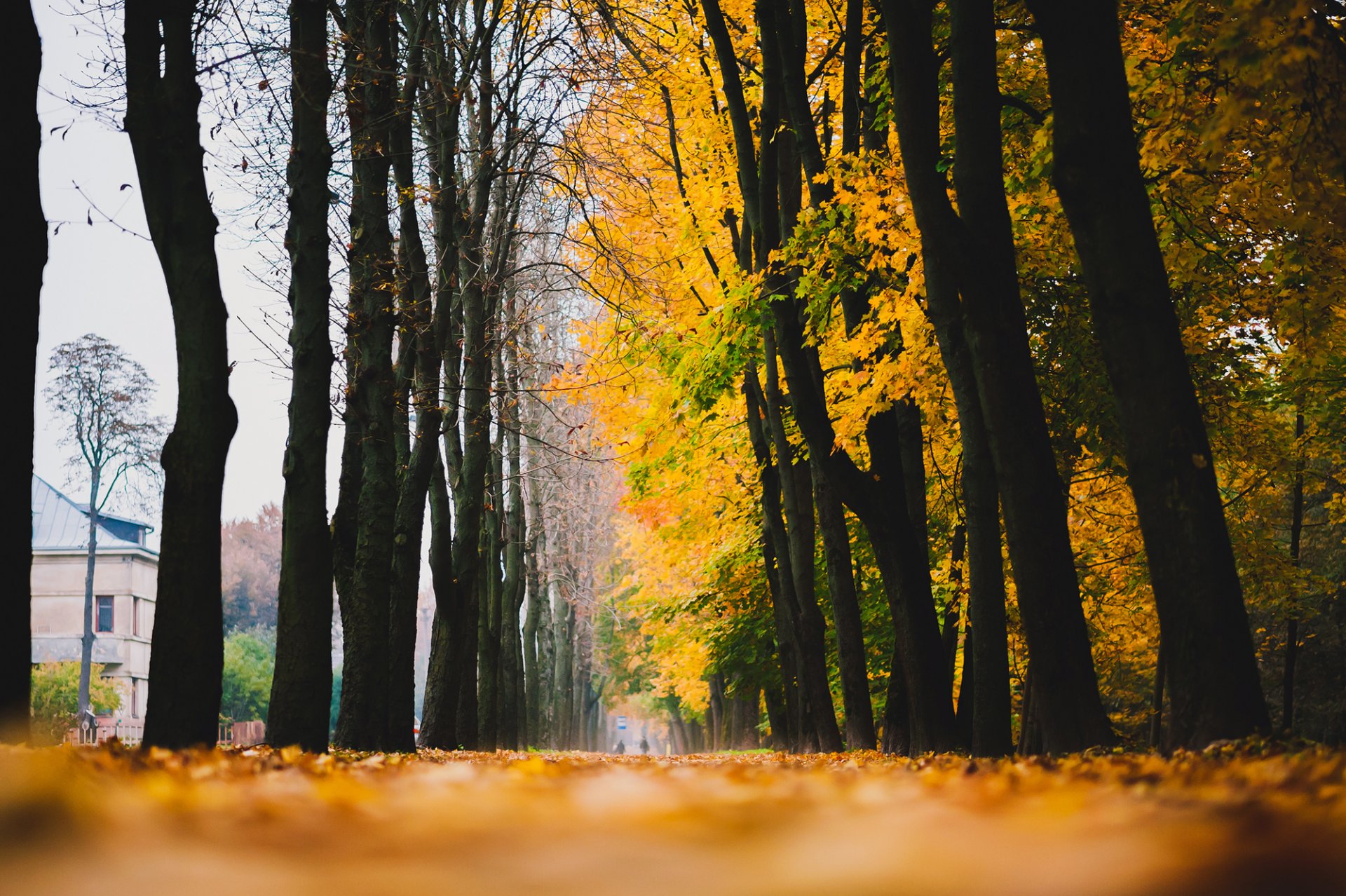 autunno vicolo strada alberi foglie giallo caduto case