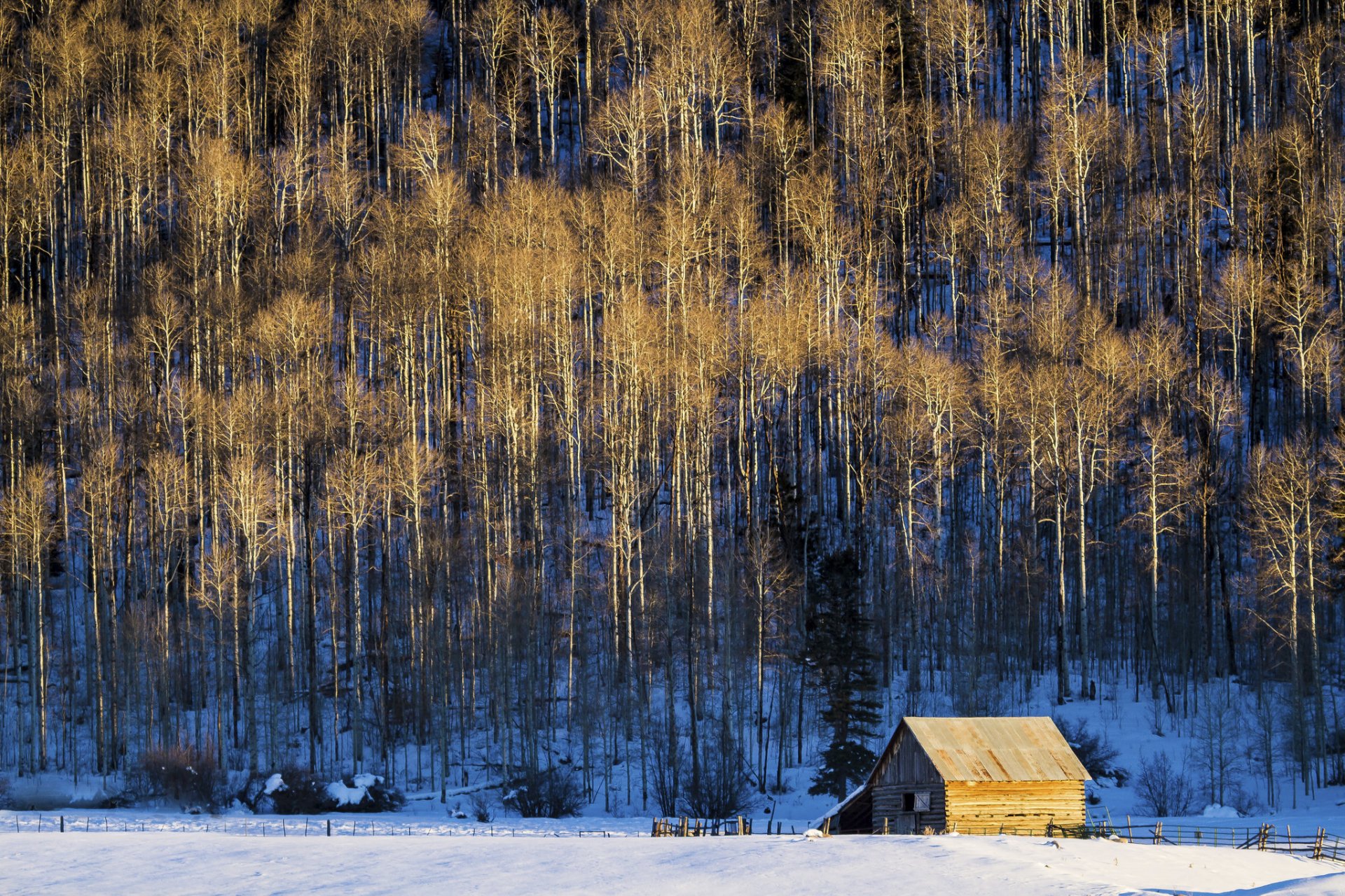 alberi neve fienile