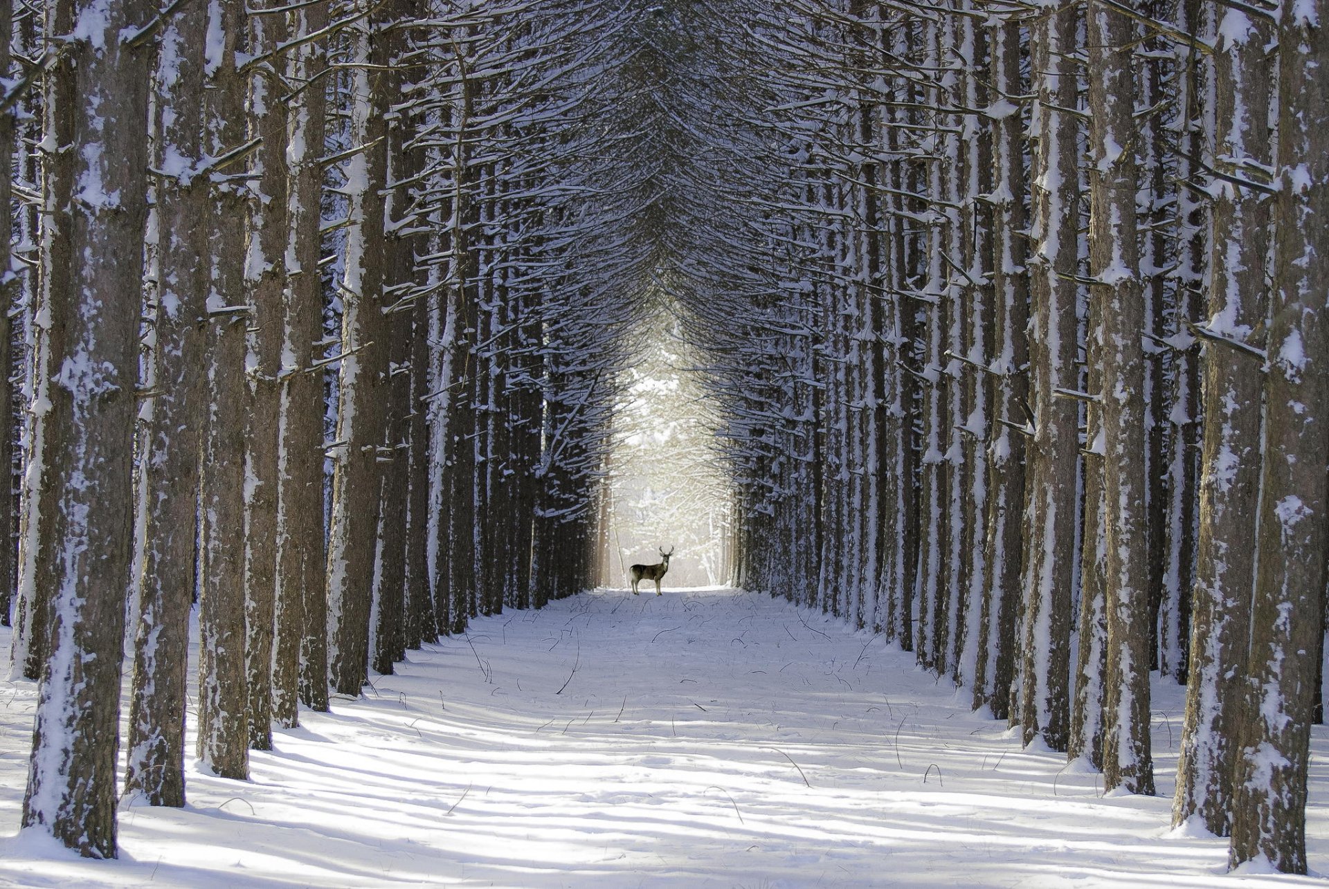 alley reindeer