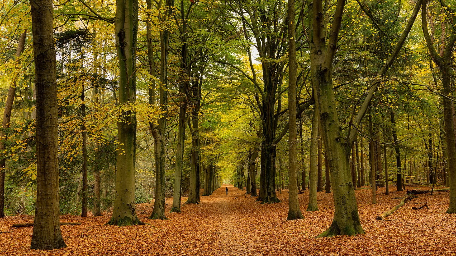 park natur herbst