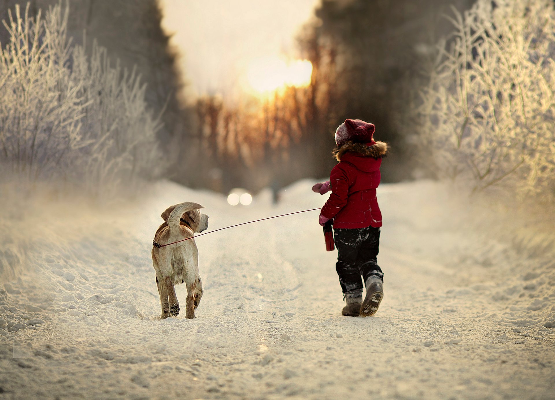 nature winter snow road child dog tree