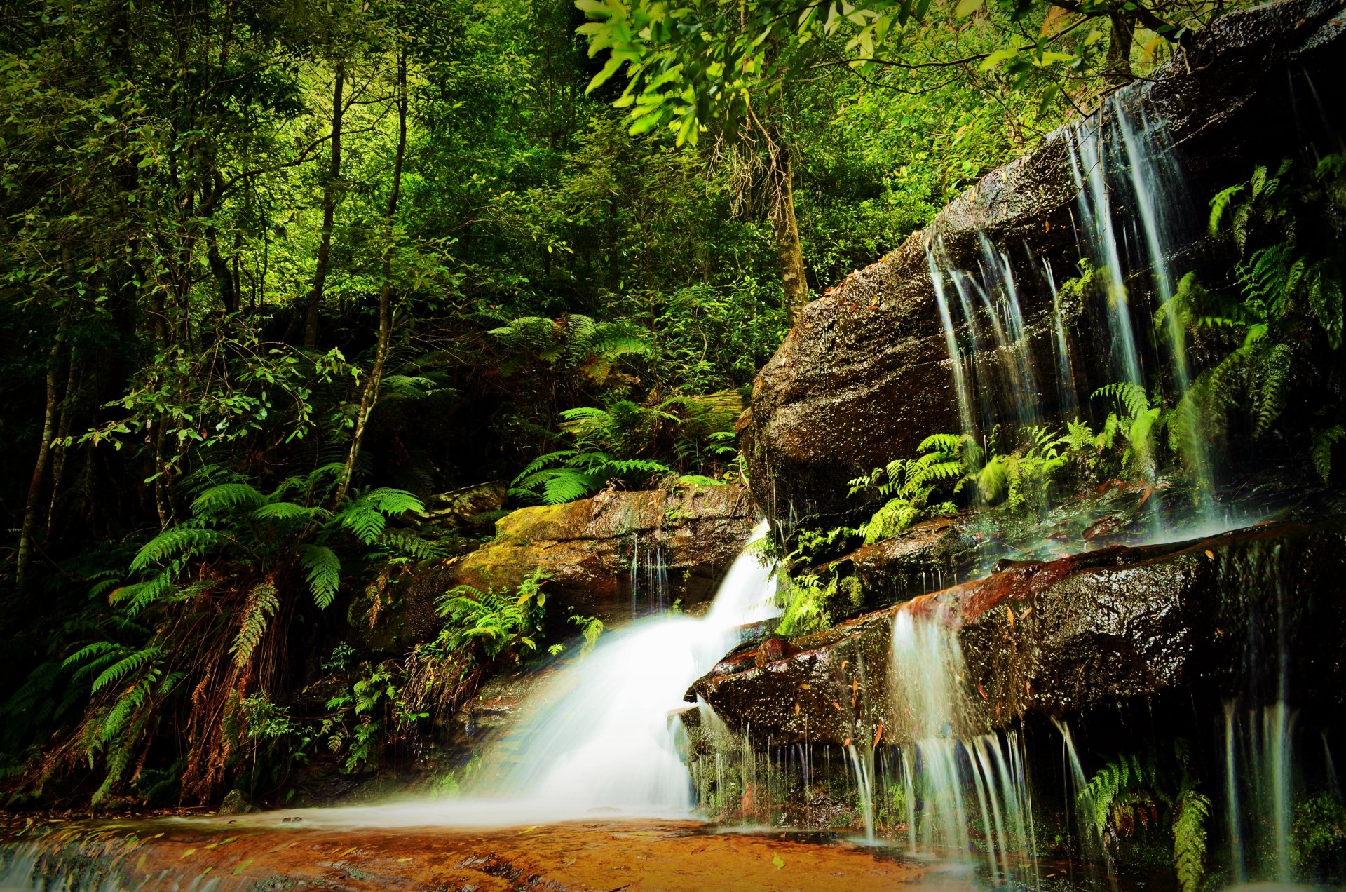 bosque árboles hierba vegetación rocas cascada