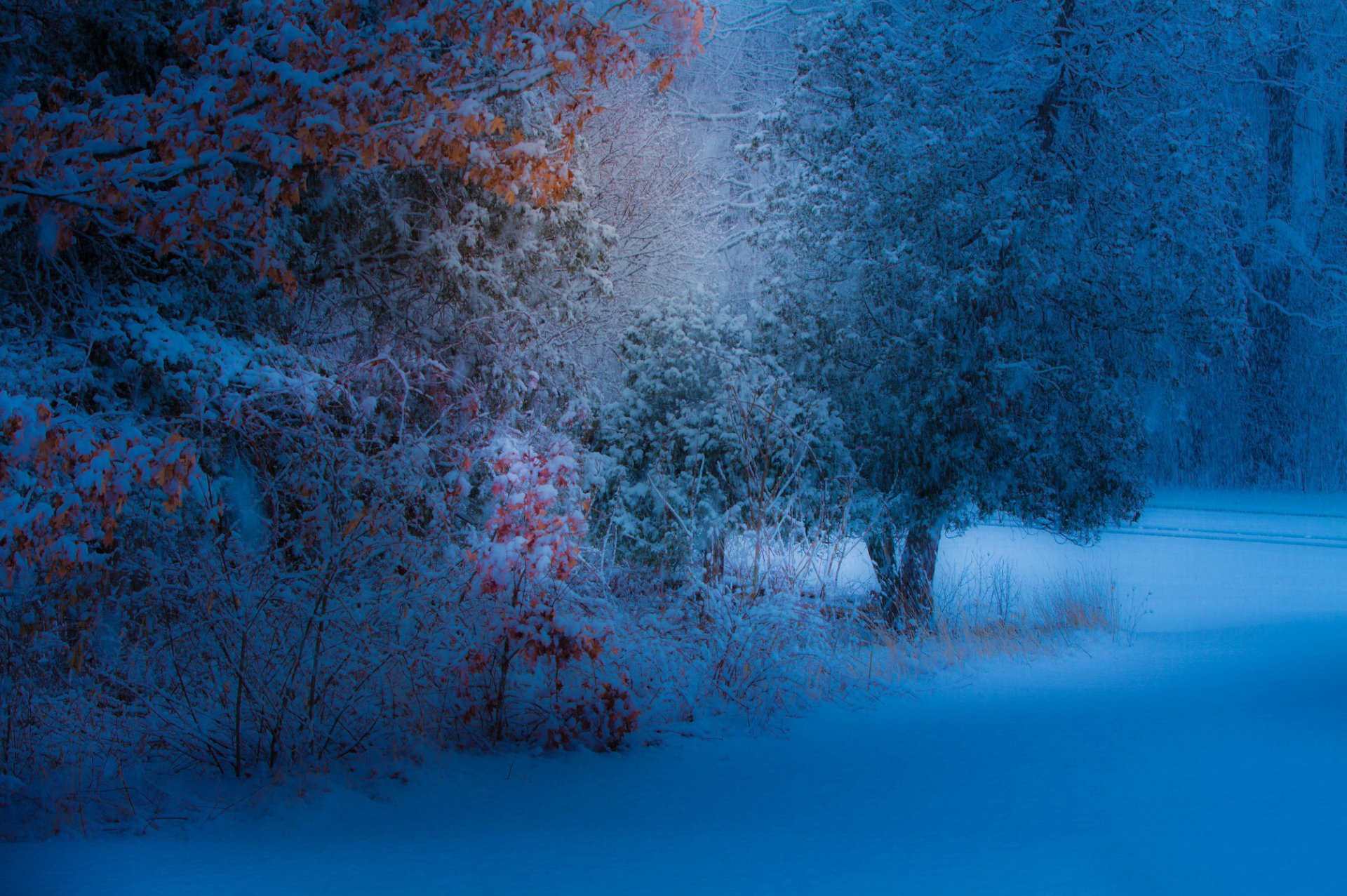 parco alberi foglie giallo neve nevicate sera