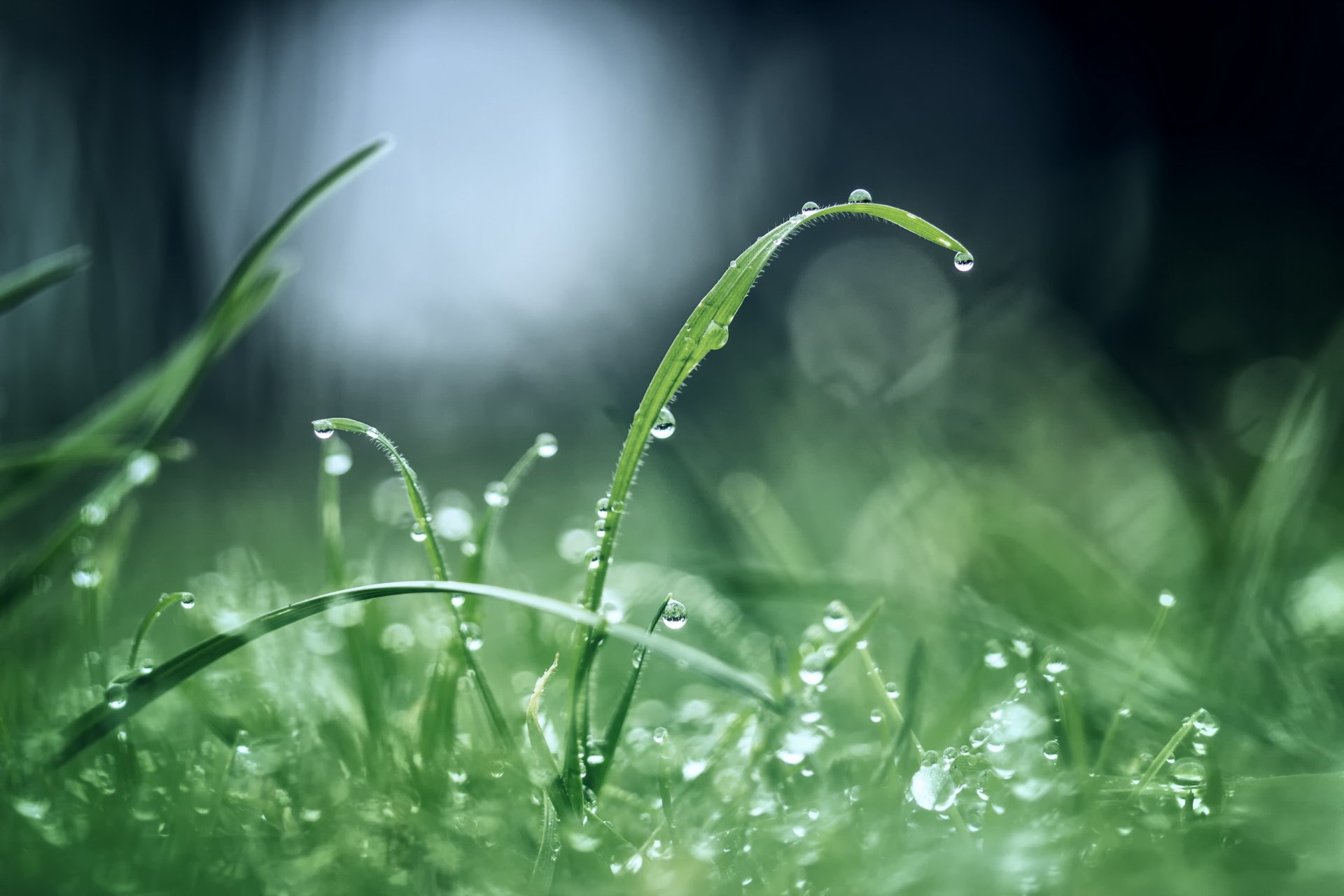 herbe verdure gouttes rosée éblouissement matin après la pluie