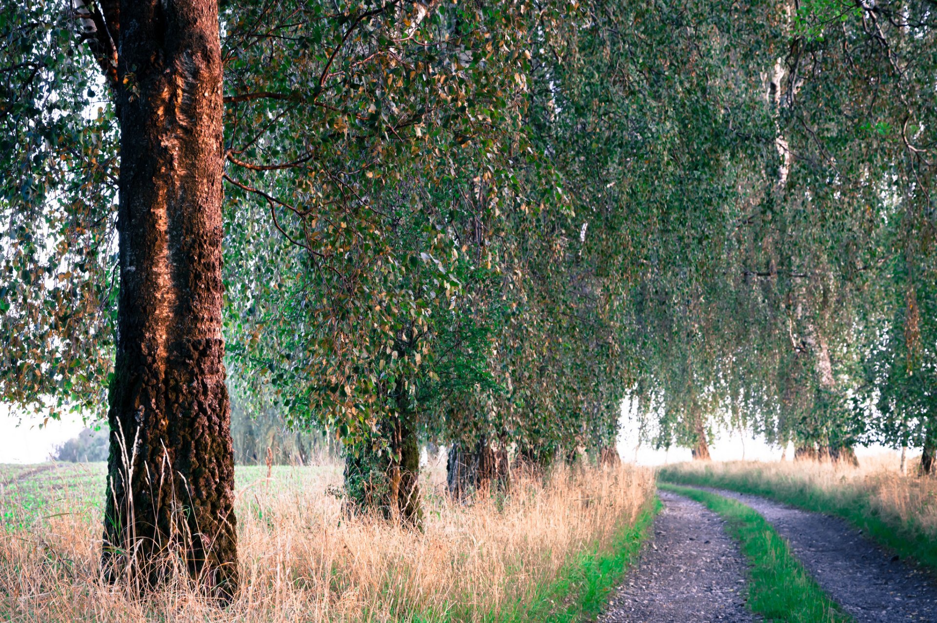 bäume gras straße sommer morgen