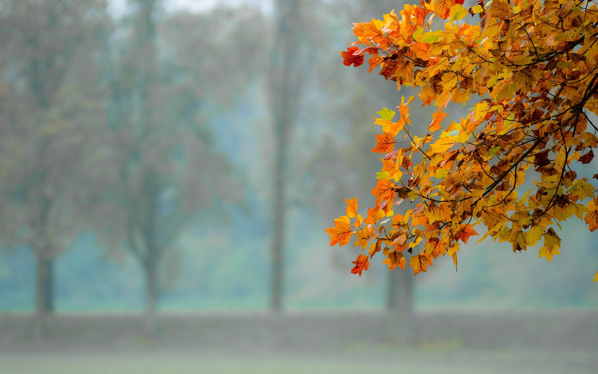 autunno foglie natura