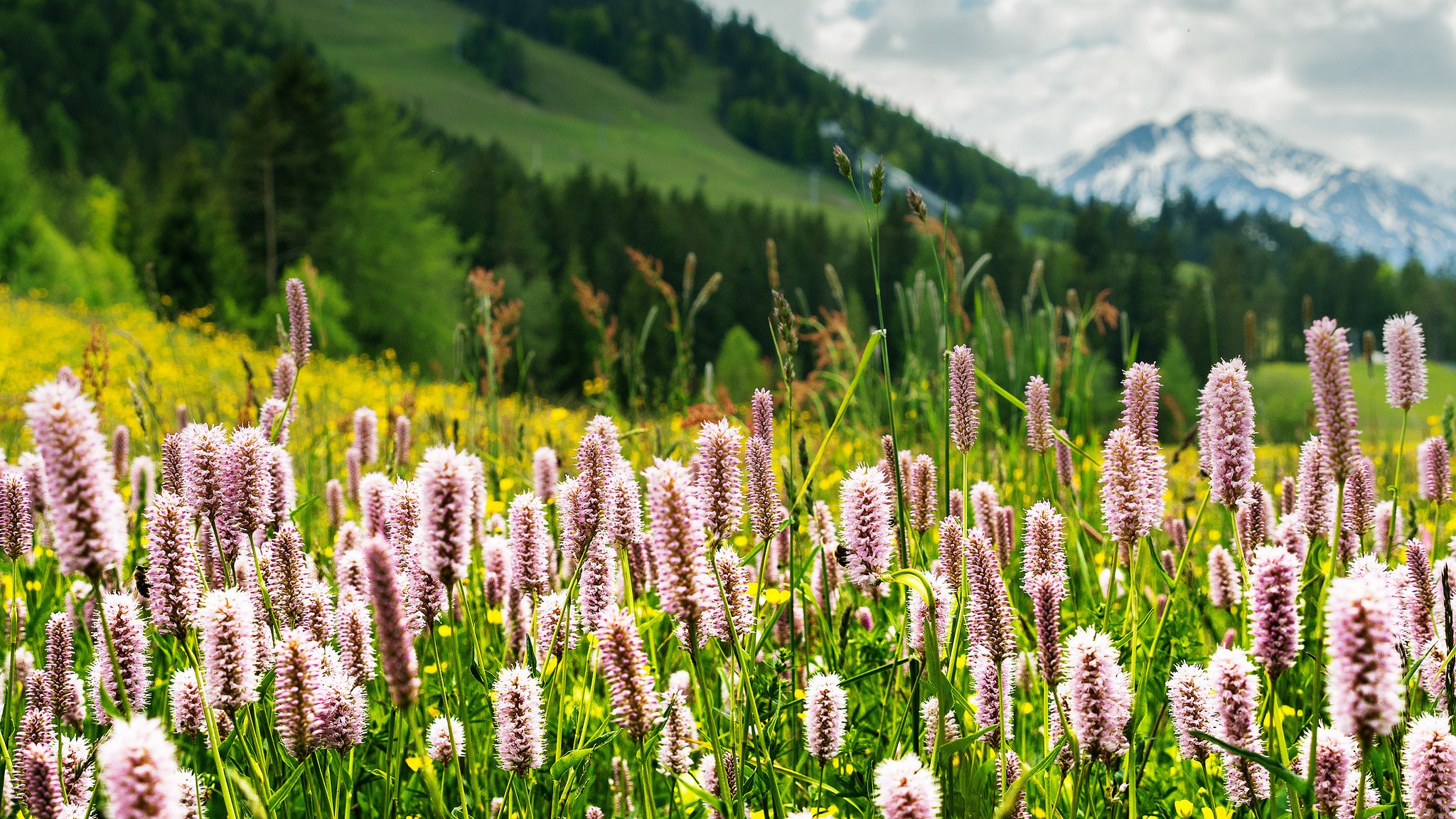 seefeld tyrol alpes montagnes pré herbe nature fleurs verdure