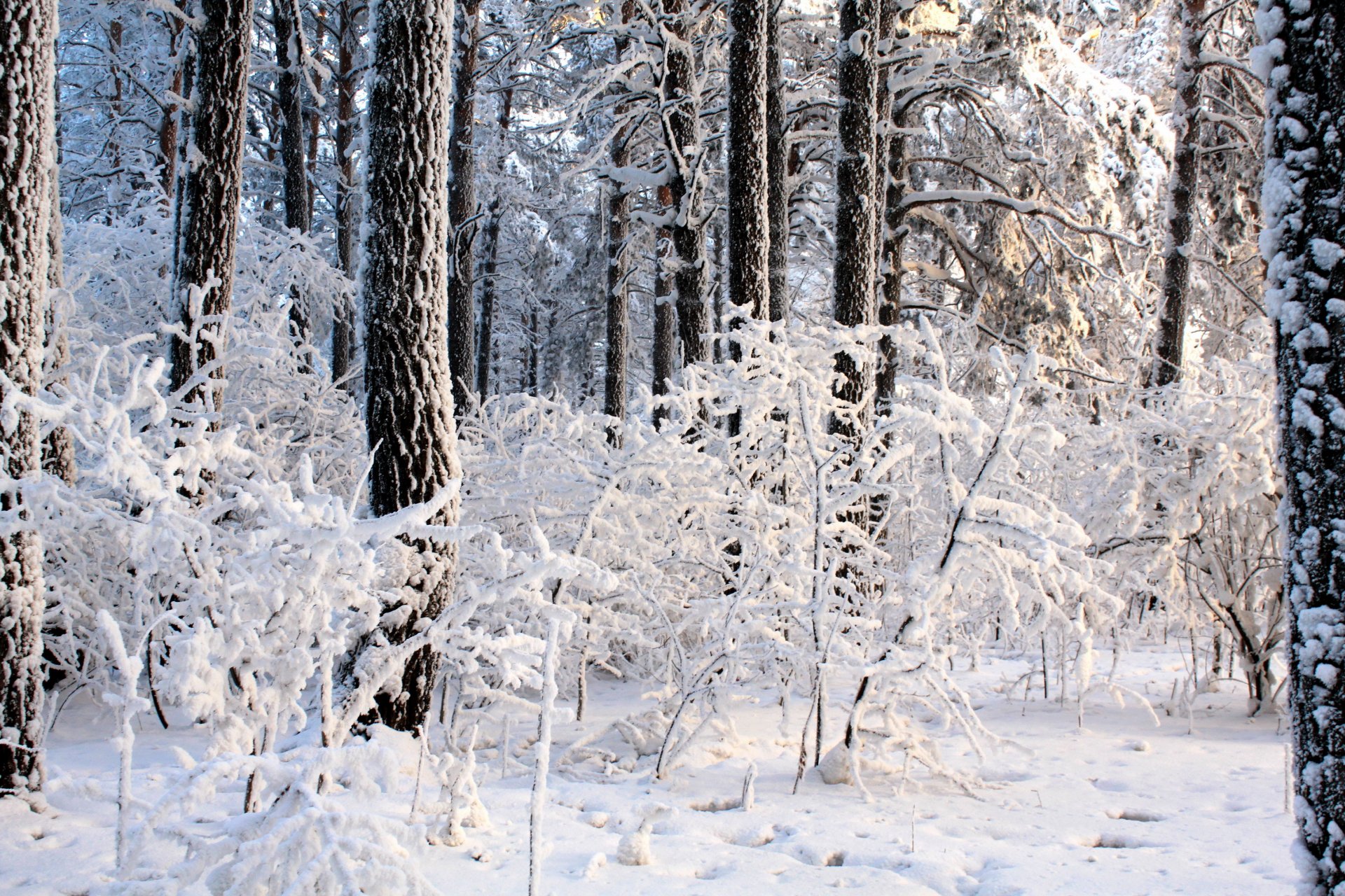 invierno bosque árboles derivas arbustos luz día