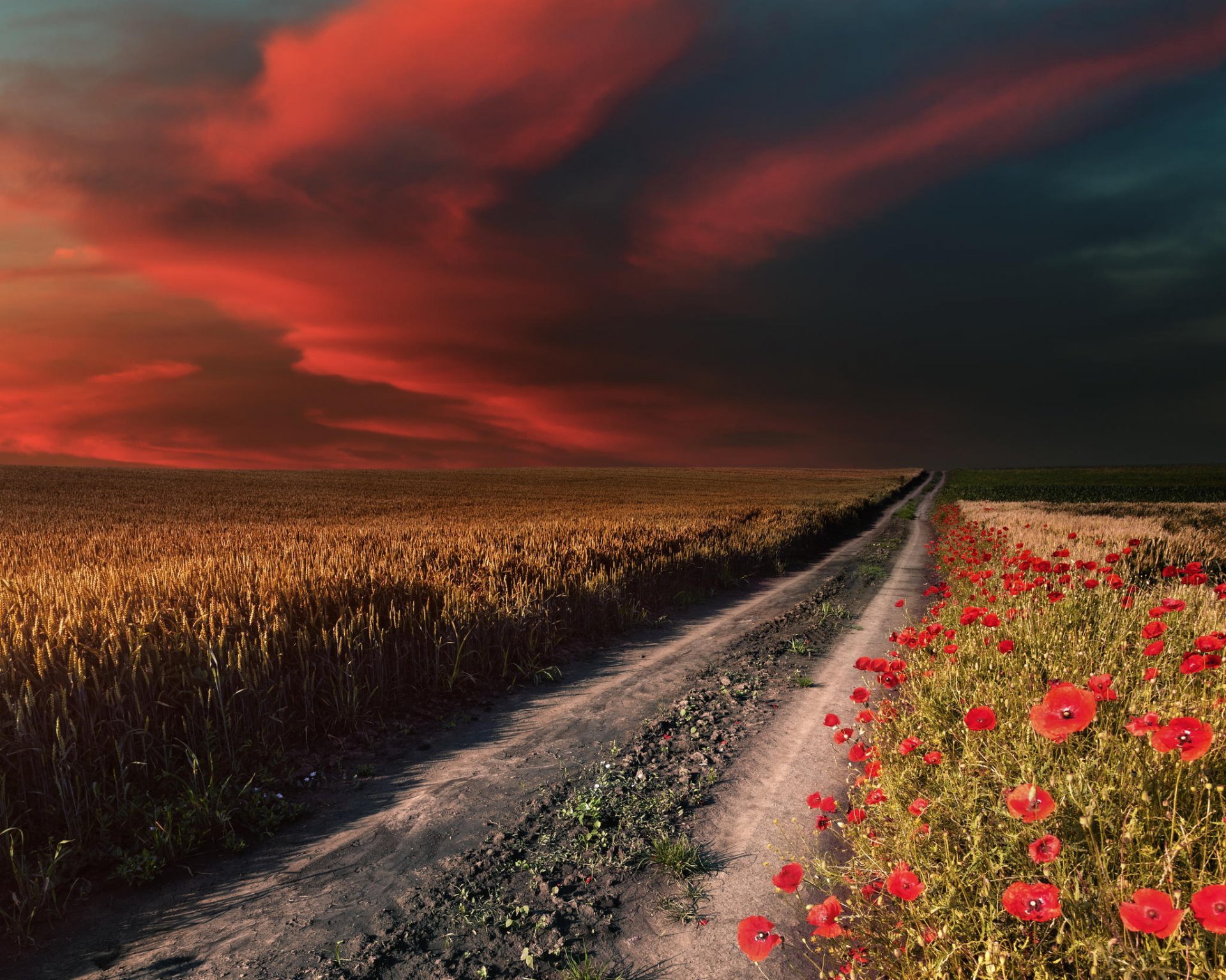 cielo campo camino amapolas