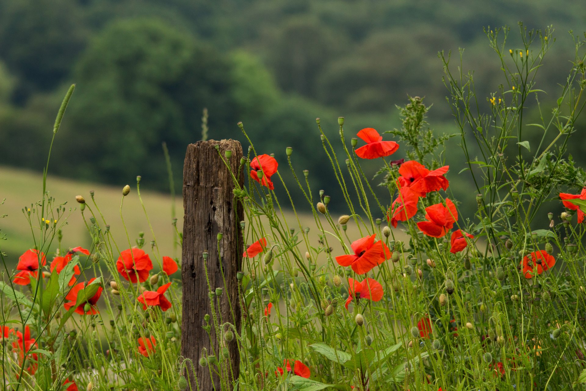 mohnblumen rot blütenblätter blumen stiele gras grün feld sommer warm makro natur