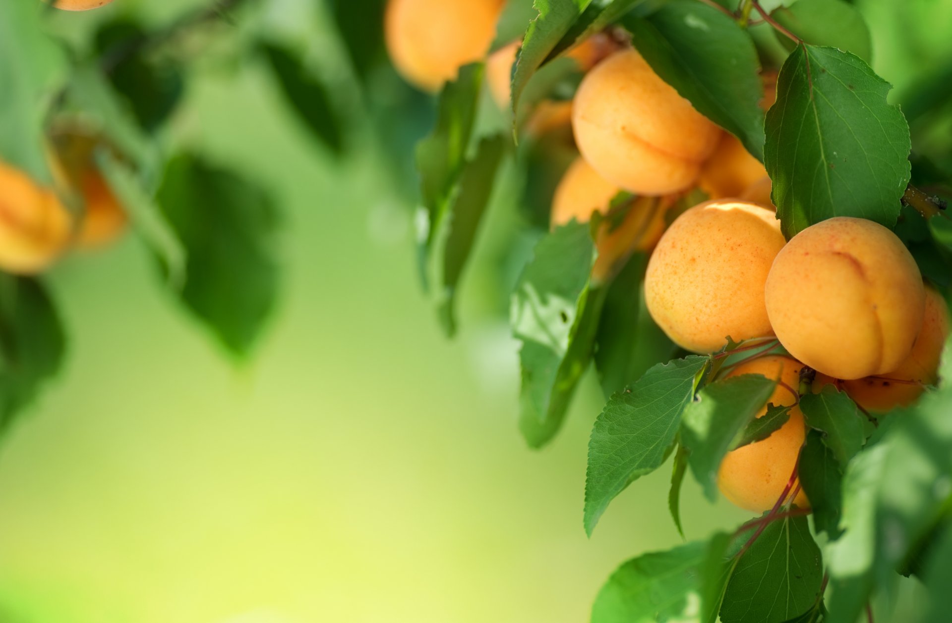 árbol hojas albaricoques fruta fruta