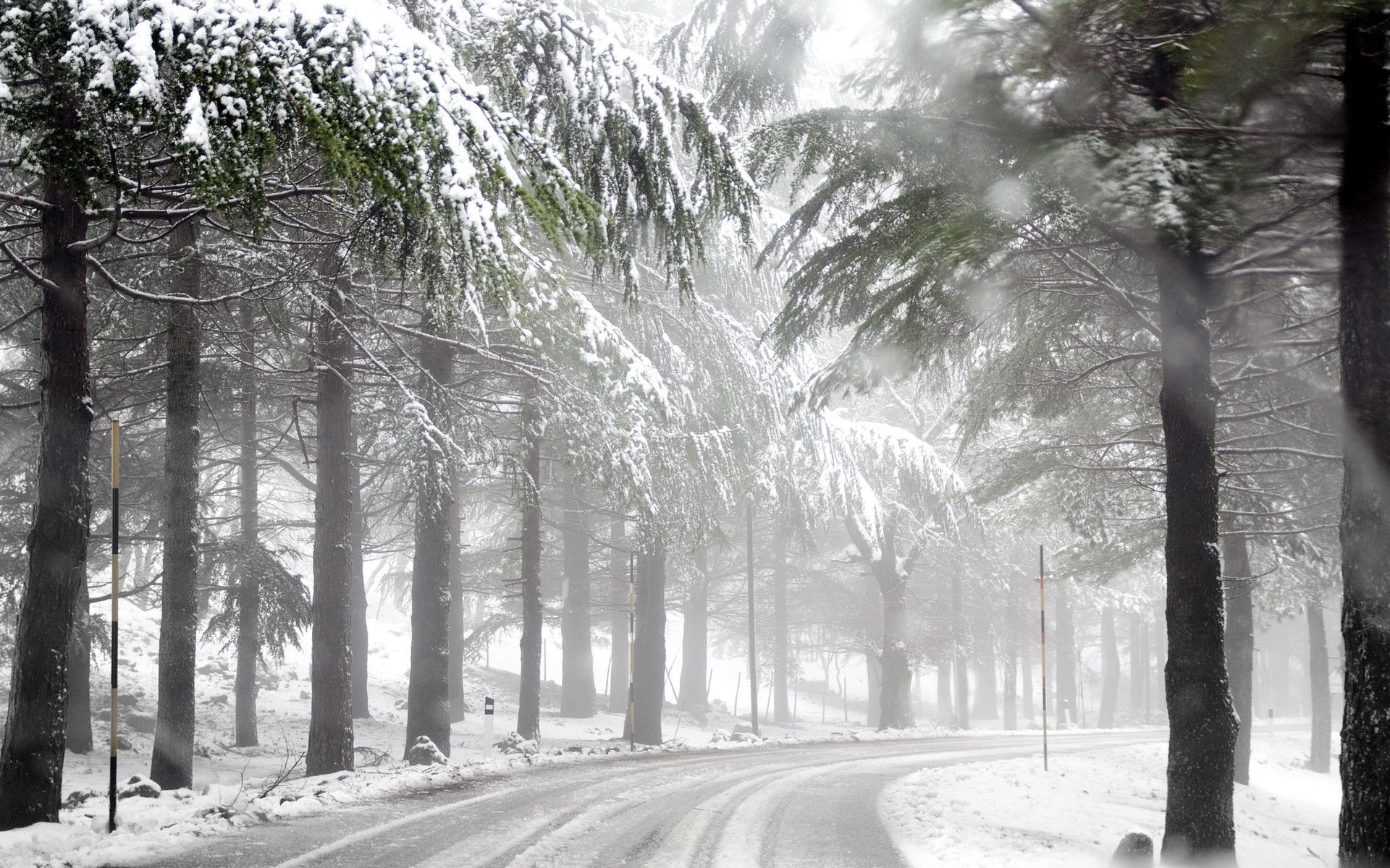 winter road forest fog