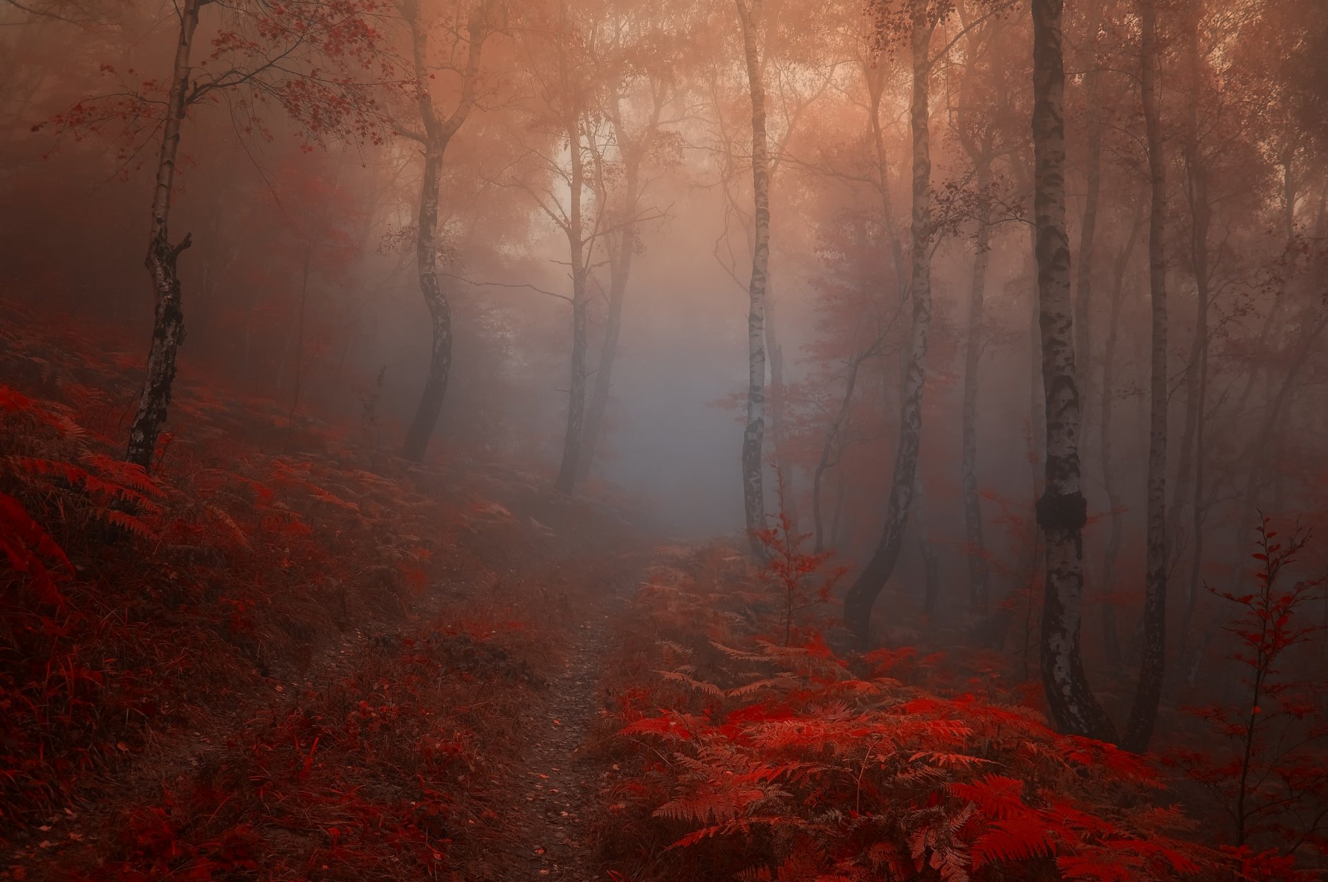 nature feuilles rouge automne matin forêt arbres brouillard route sentier