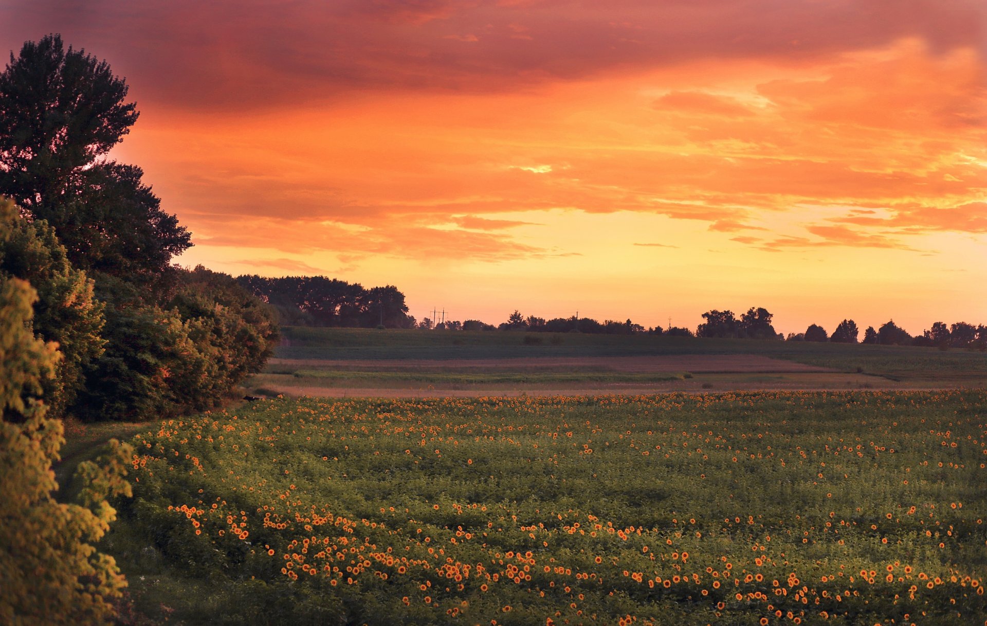 champ tournesols soir coucher de soleil