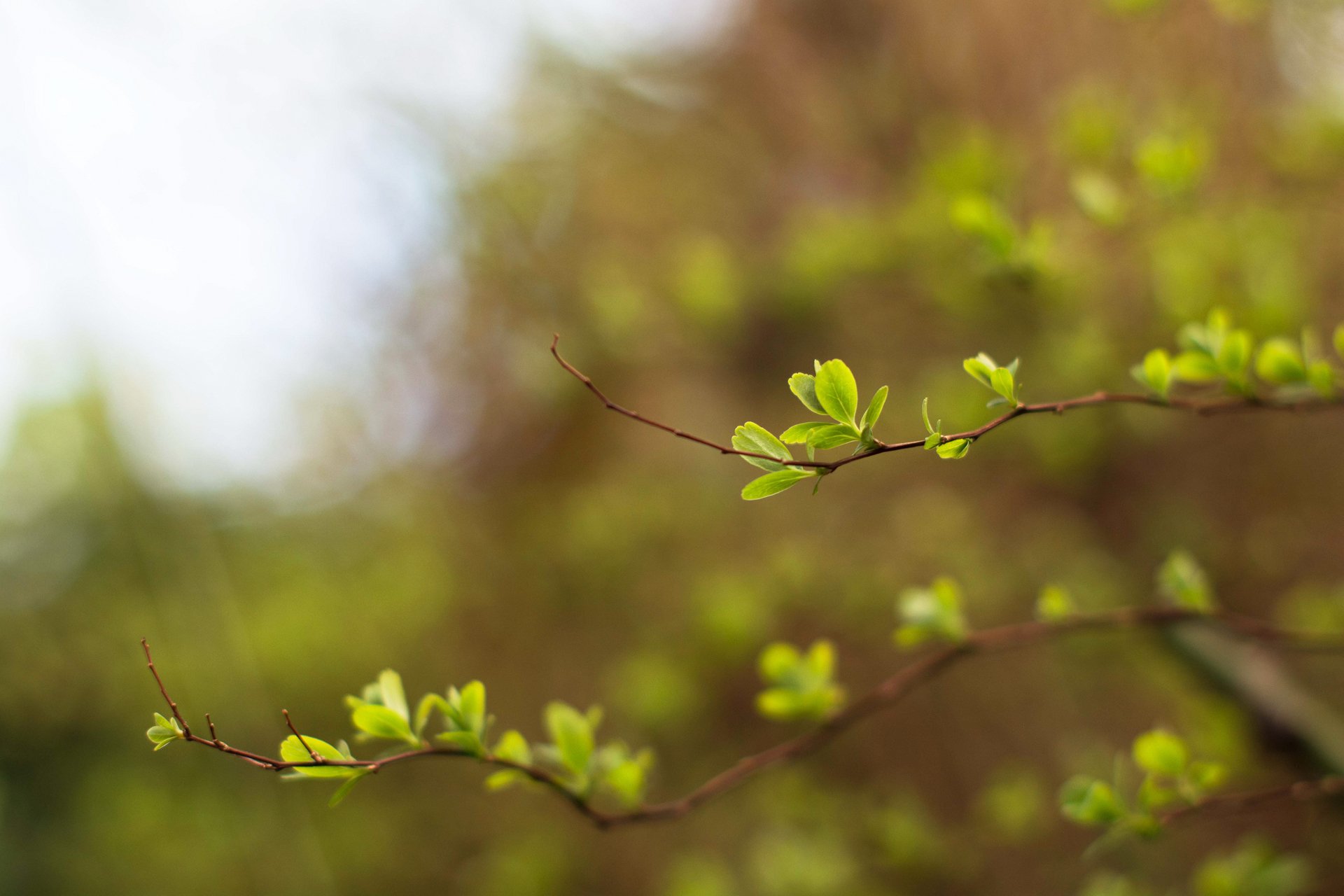 brindilles verdure jeunes feuilles printemps bokeh flou lumière ciel