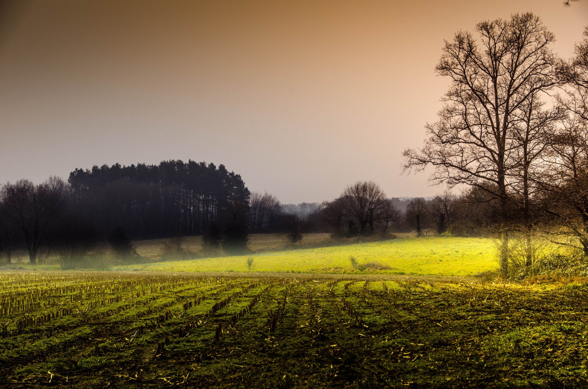 bosque campo otoño