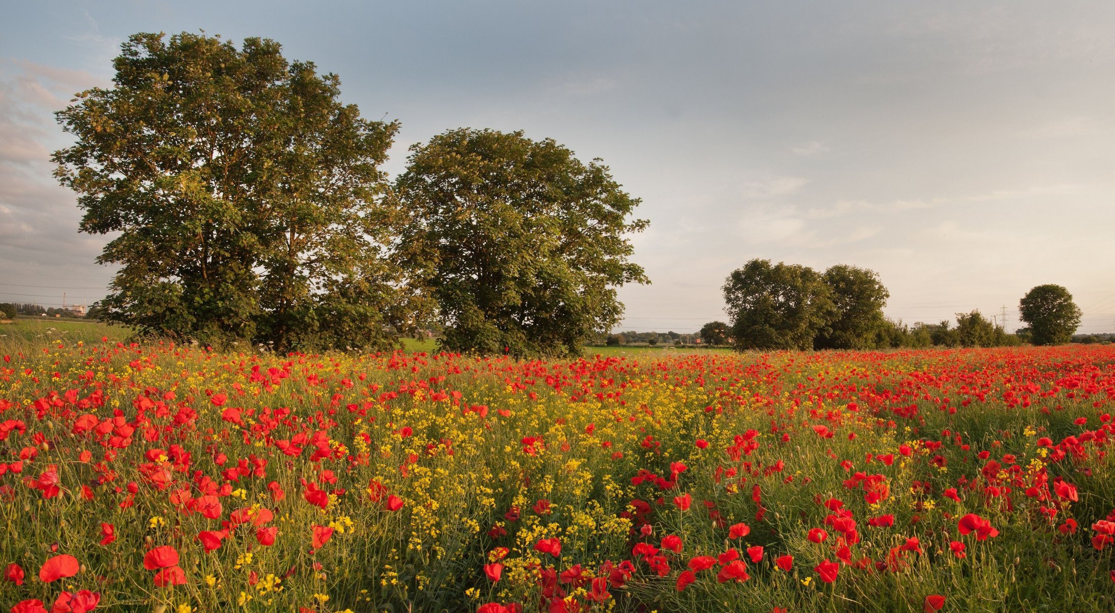 feld mohnblumen wildblumen rot bäume