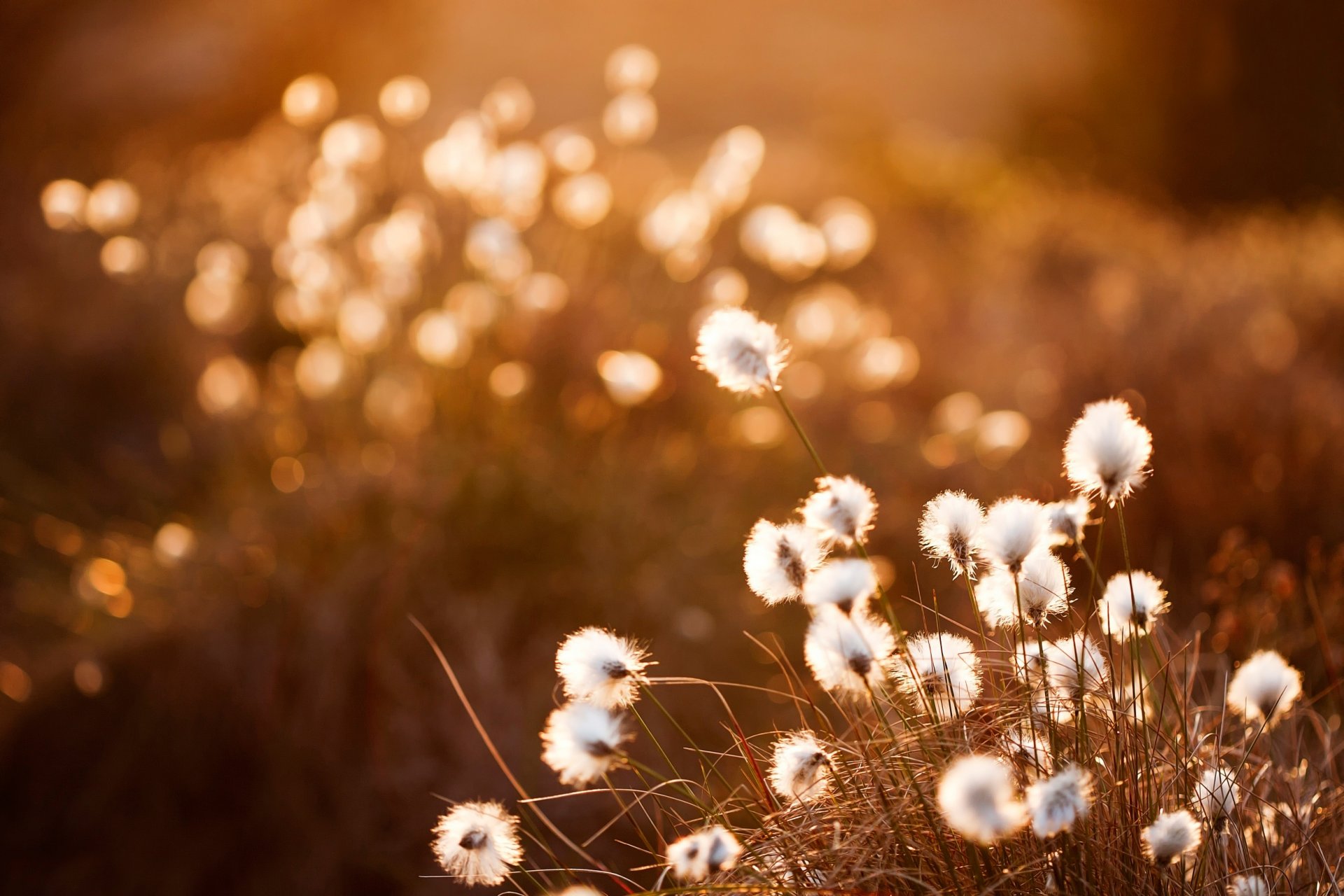 pushitsevo tramonto bokeh