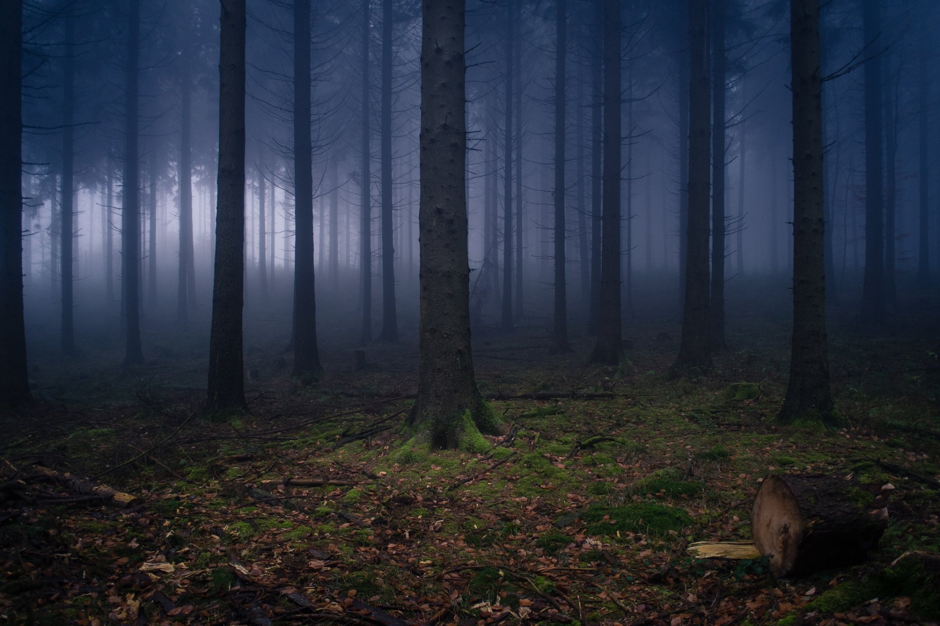 deutschland wilhelmsfeld natur wald dunst