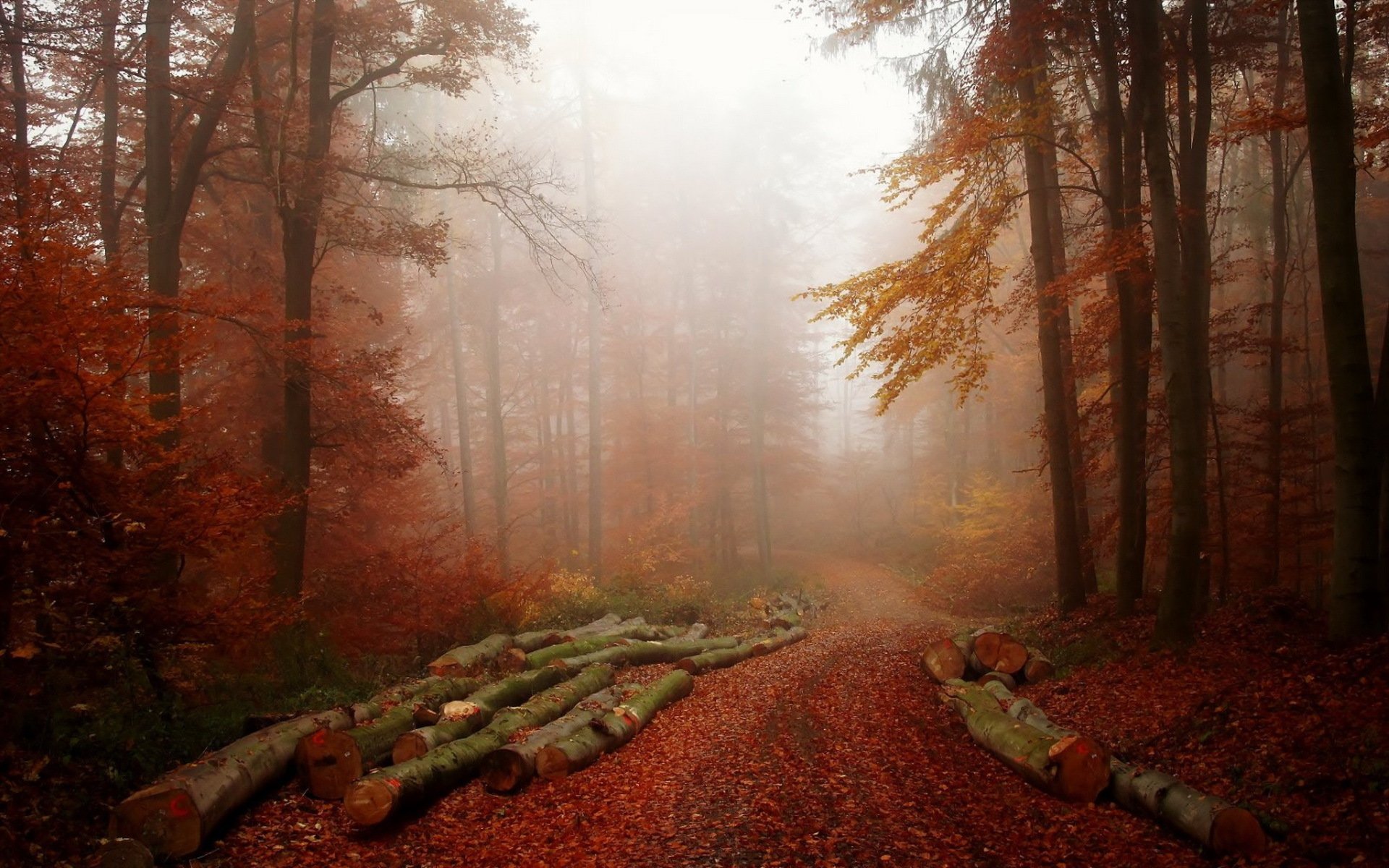 forest fog nature