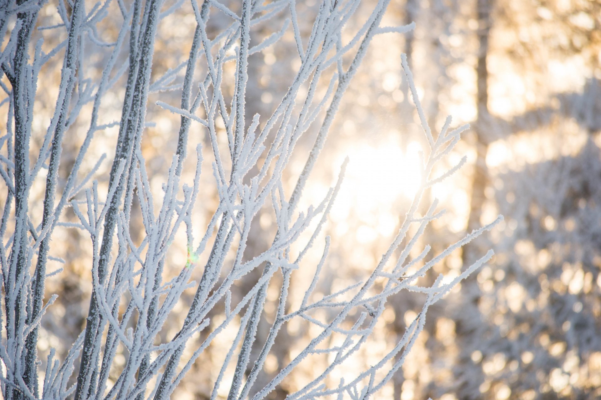 nieve invierno belleza naturaleza bosque árboles luz sol ramas morgendorfer