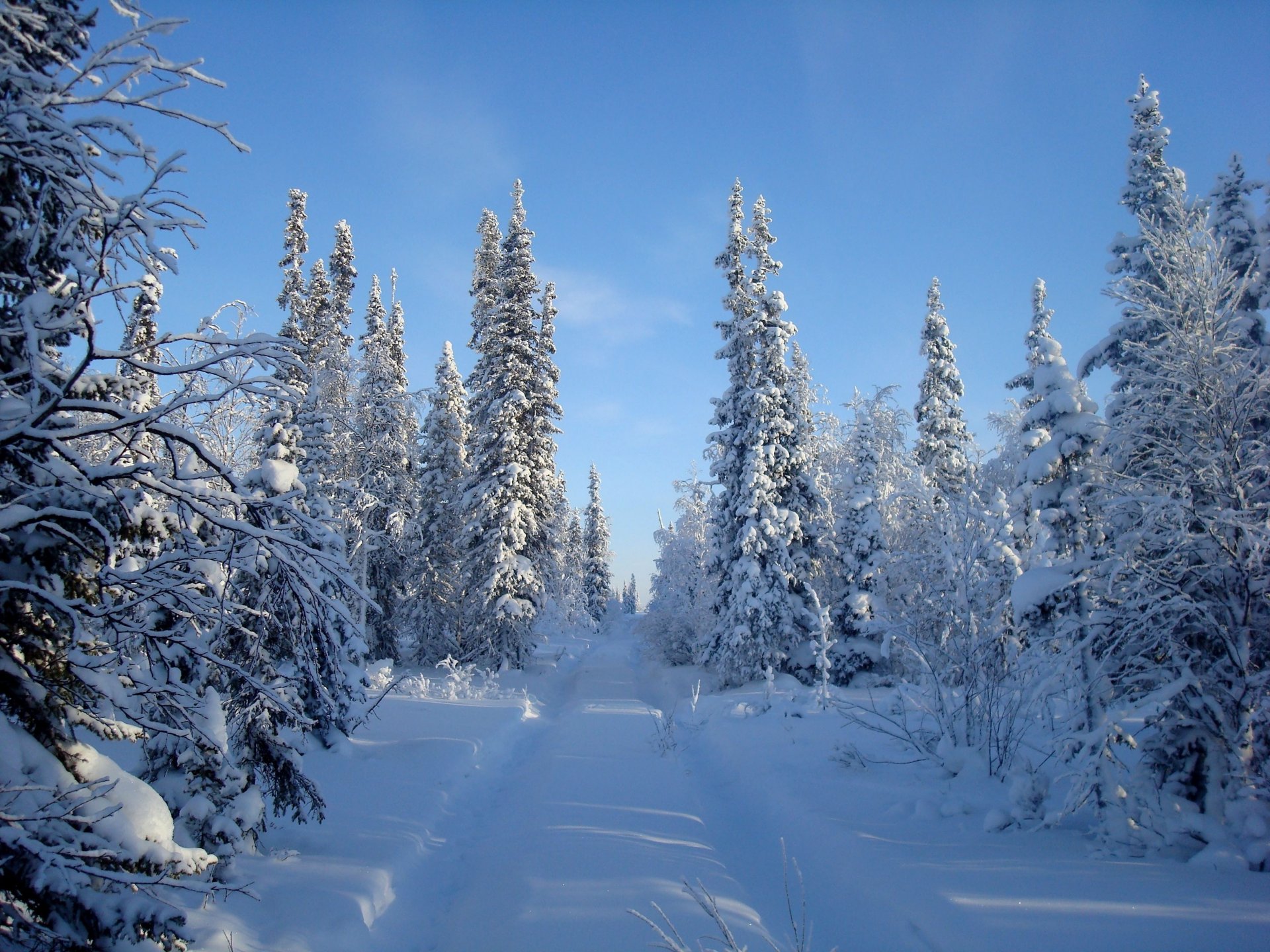 winter schnee himmel bäume straße wald