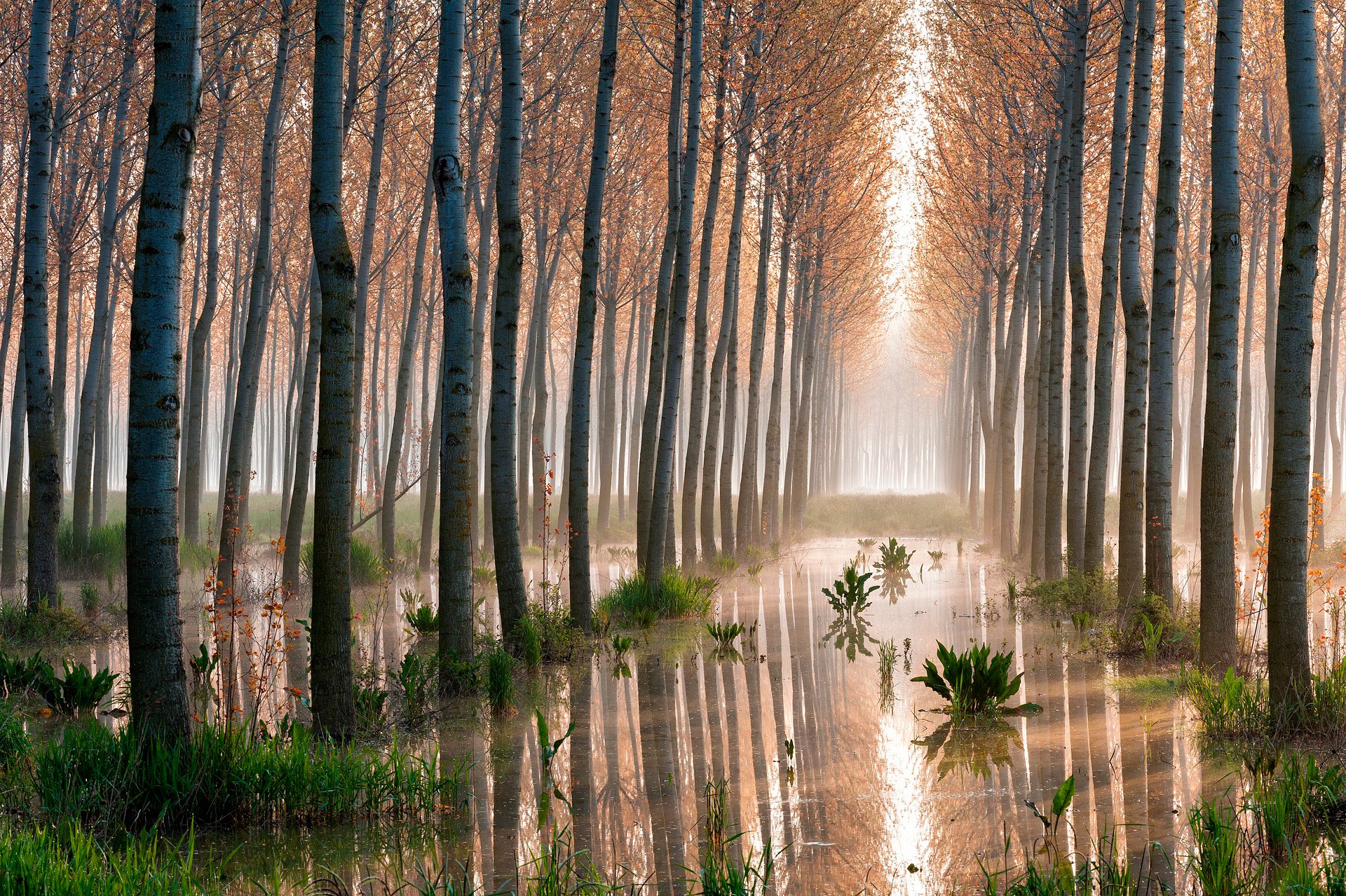 bosque álamos árboles pantano