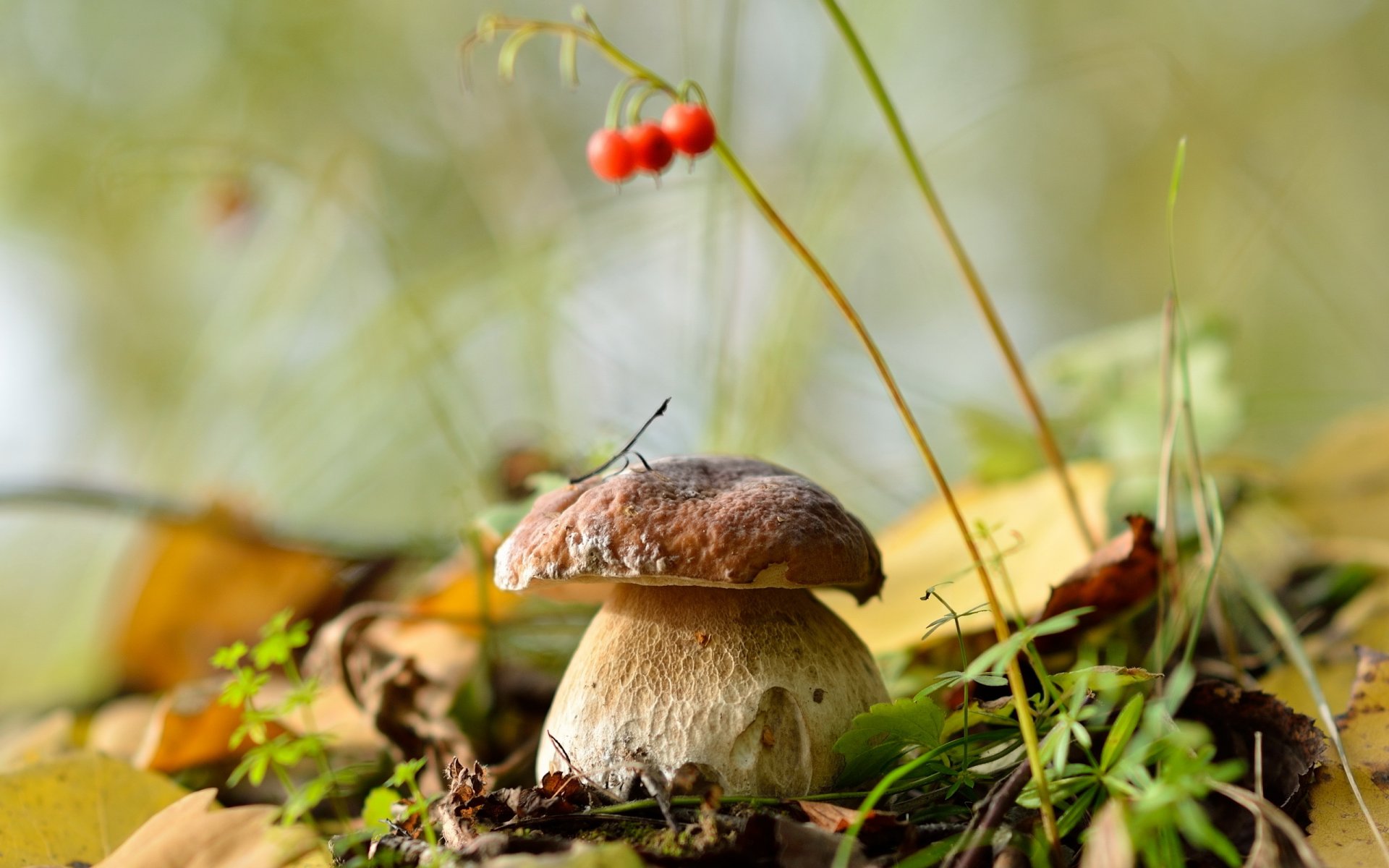 champignon blanc champignons forêt feuilles automne nature septembre