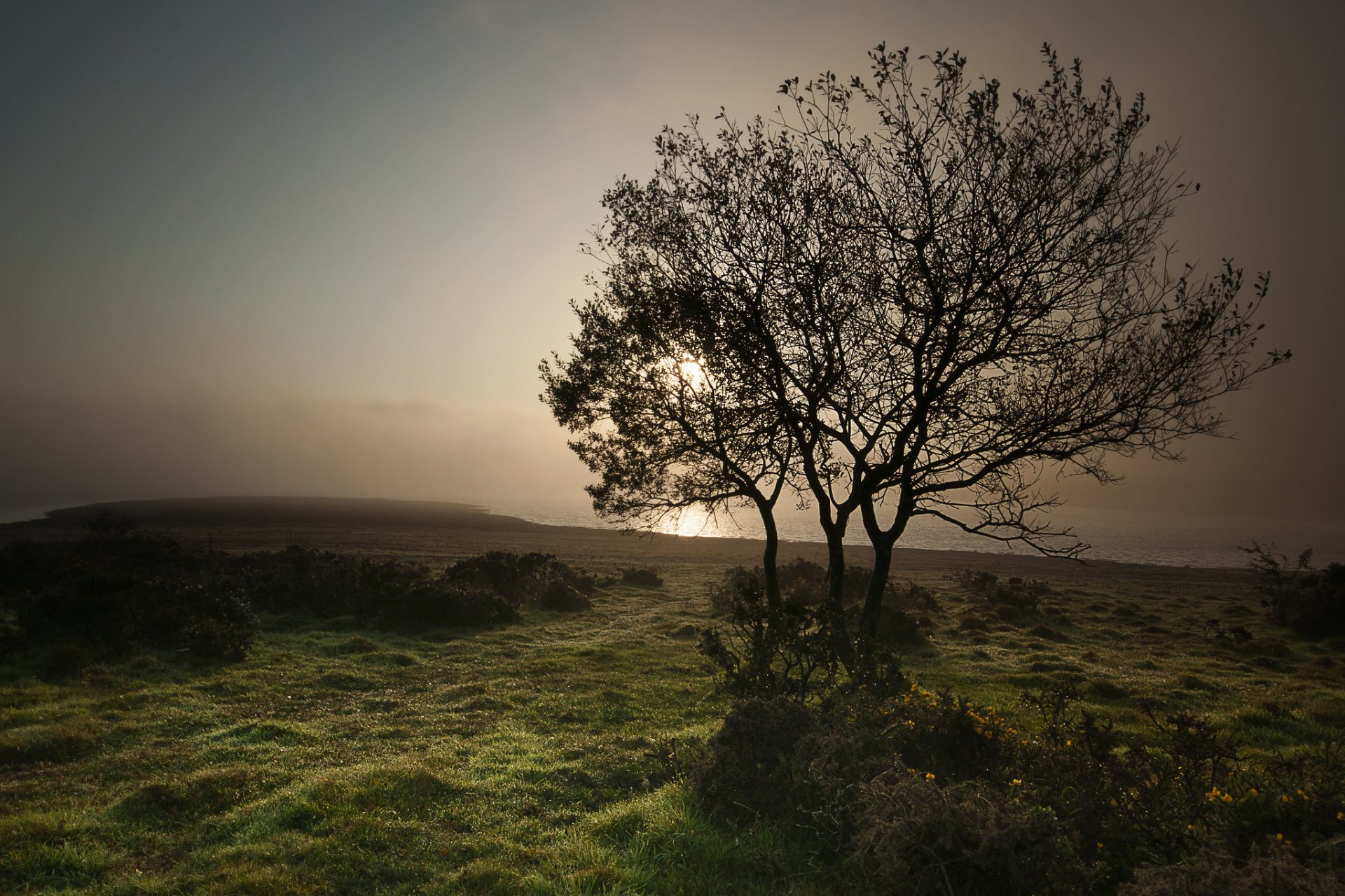 lac plage arbre brouillard matin