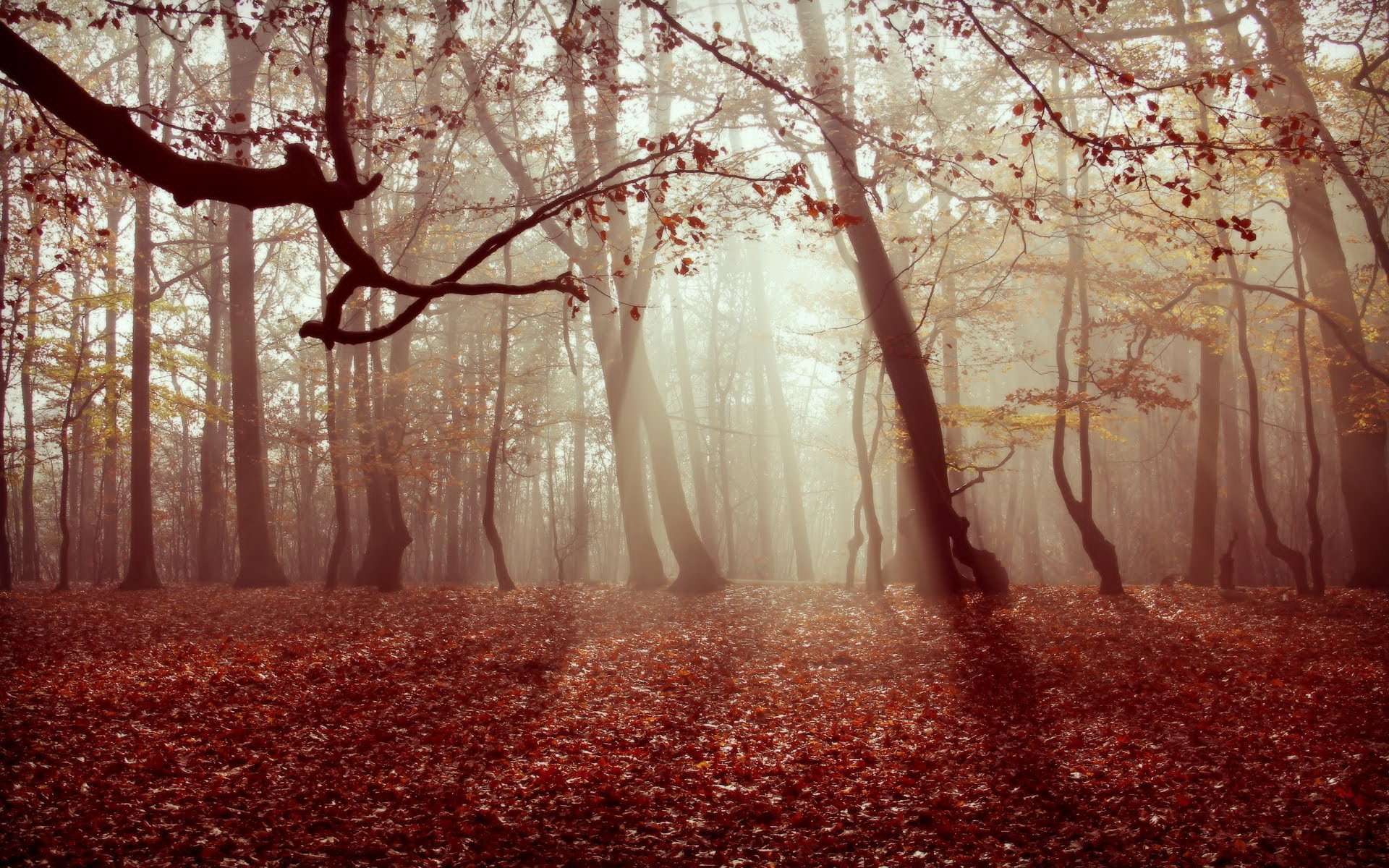 autumn forest fog leaves nature