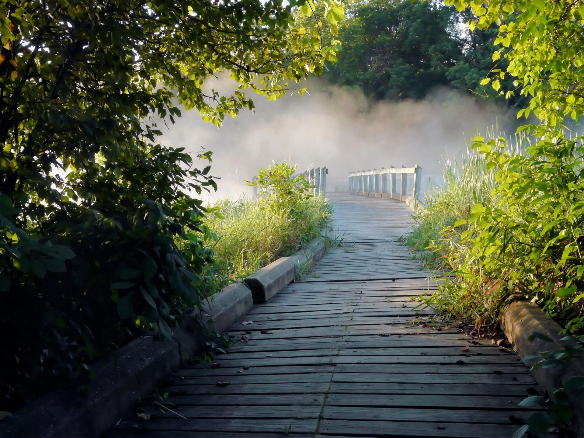 bäume nebel gehweg natur